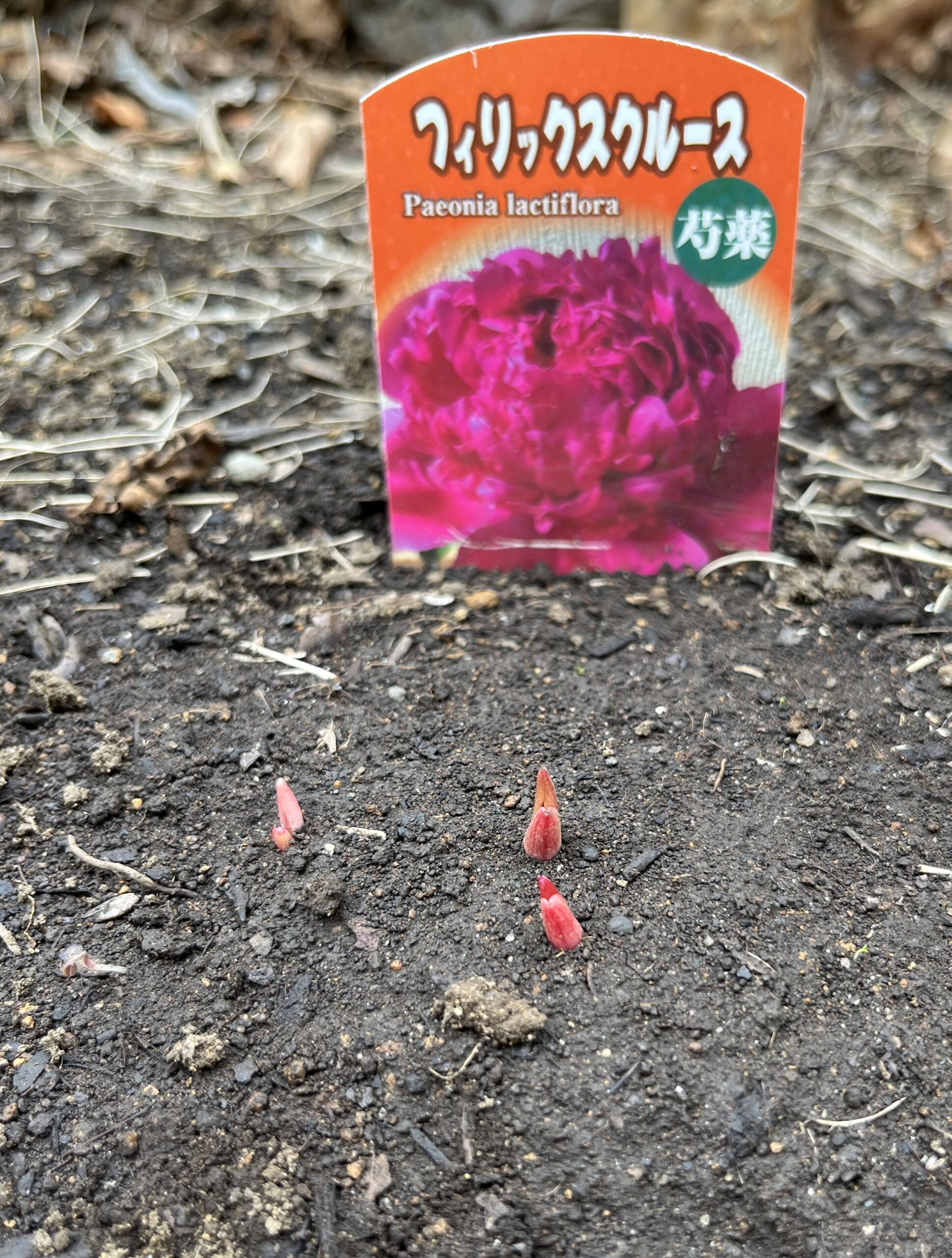 撮影：2026.3.22（日）