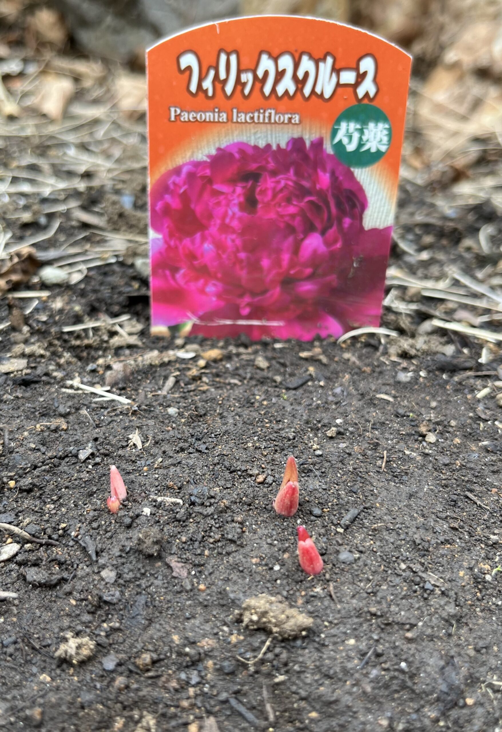 撮影：2026.3.22（日）