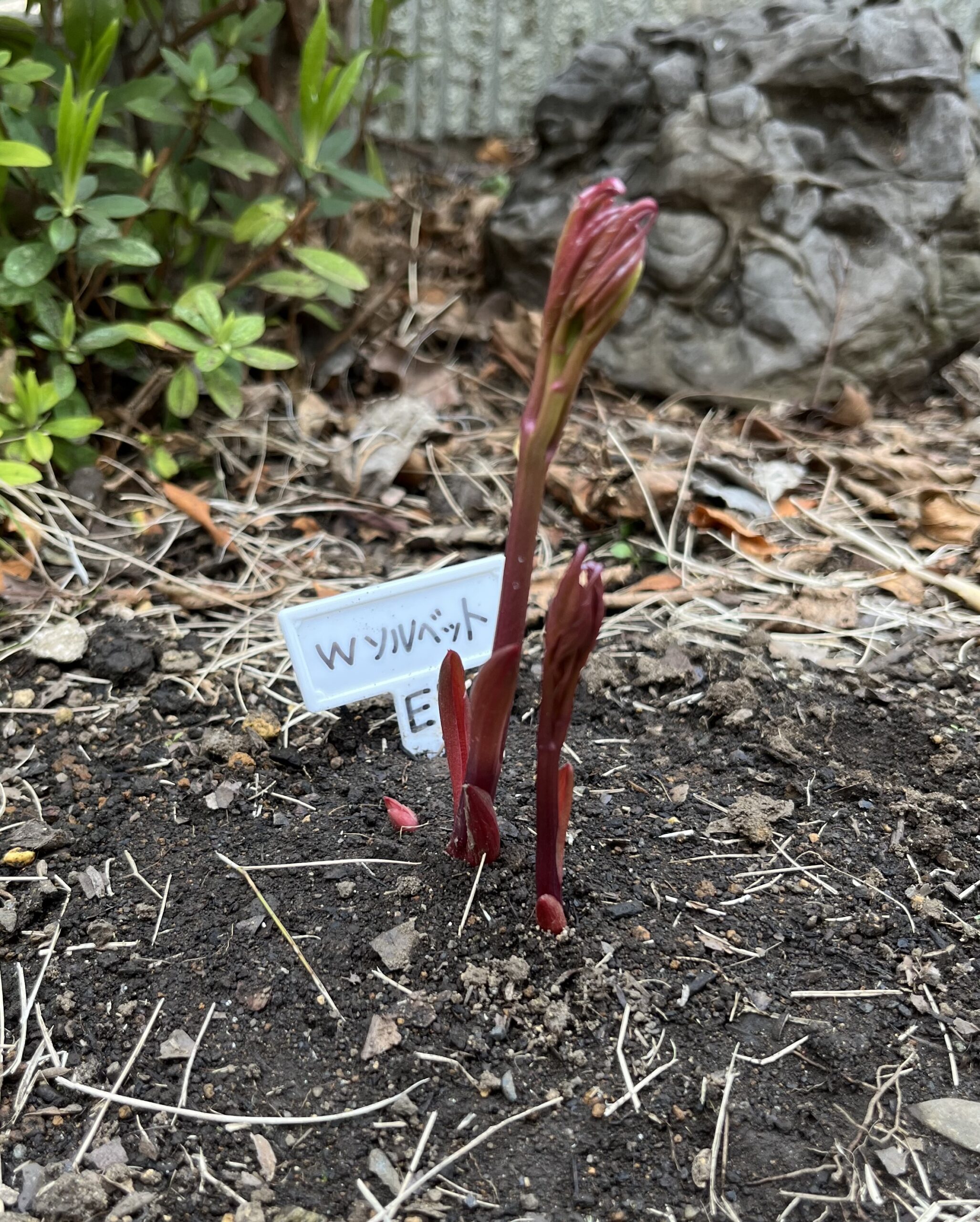 撮影：2026.3.22（日）