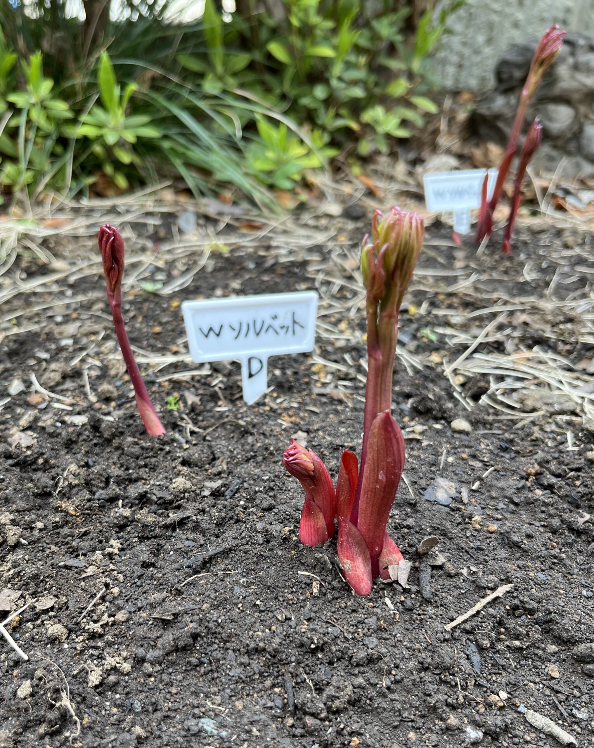 撮影：2026.3.22（日）