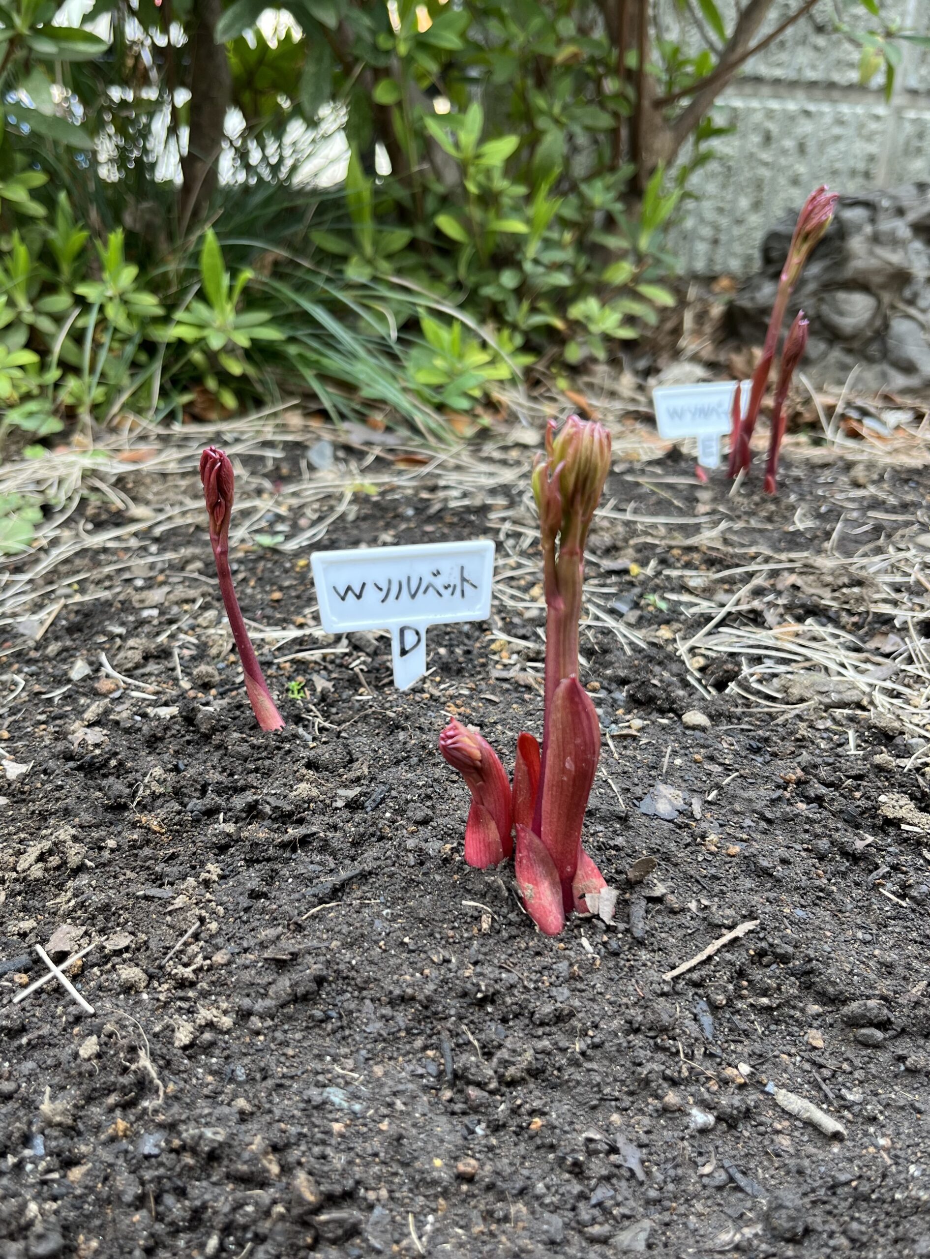 撮影：2026.3.22（日）