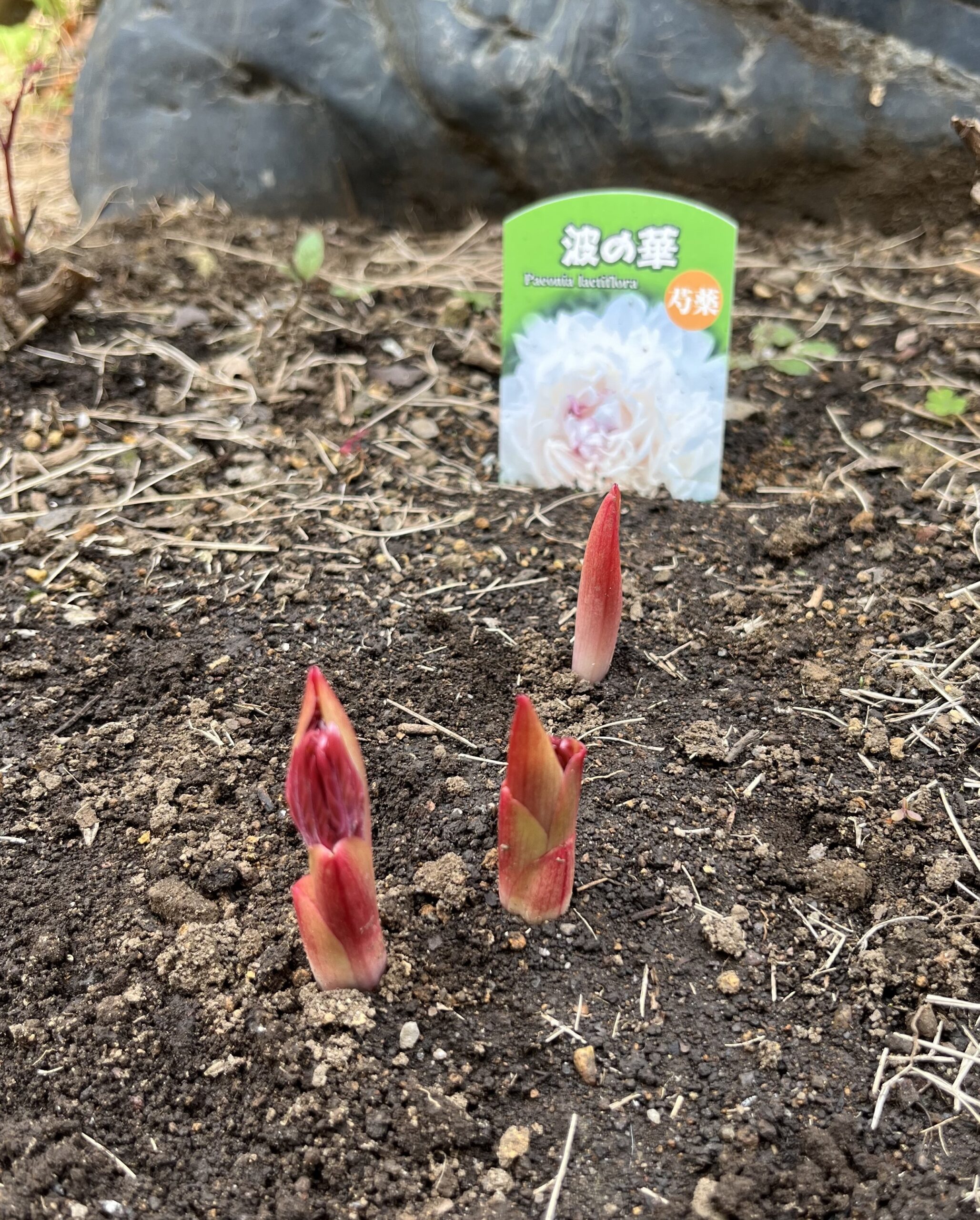 撮影：2026.3.22（日）