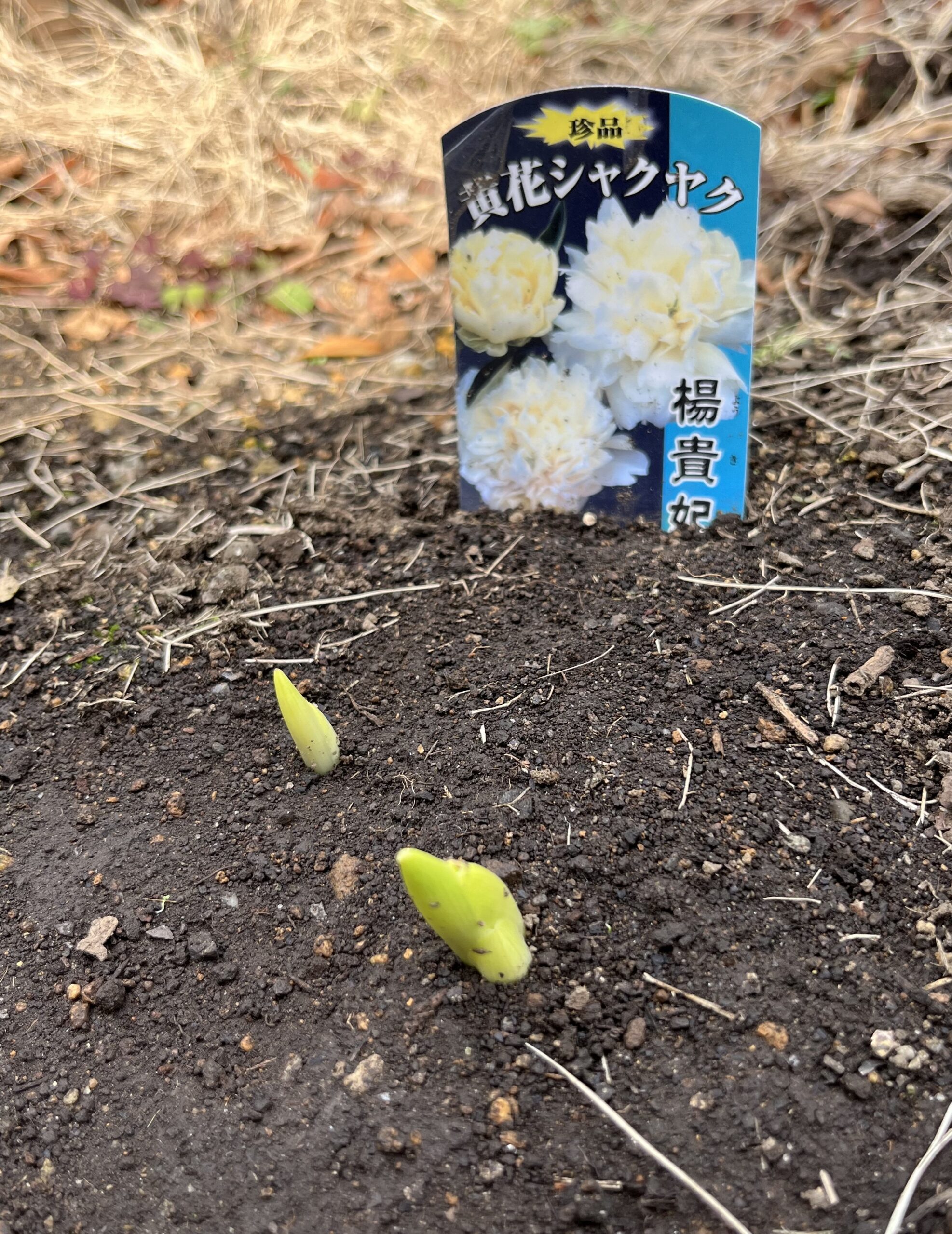 撮影：2026.3.22（日）