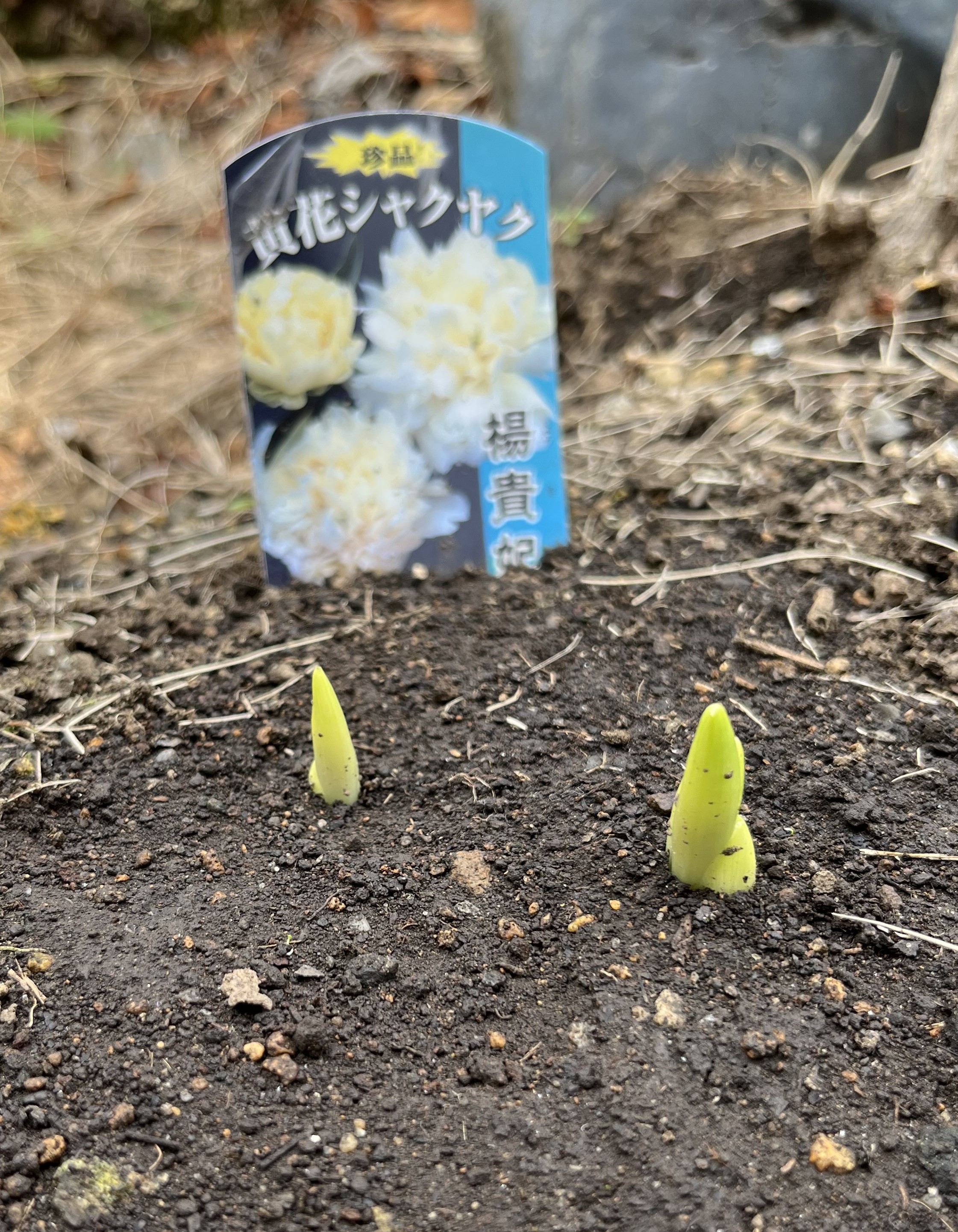 3月後半、遂に全て発芽！全26株全部見てもらいます！！【玄関側