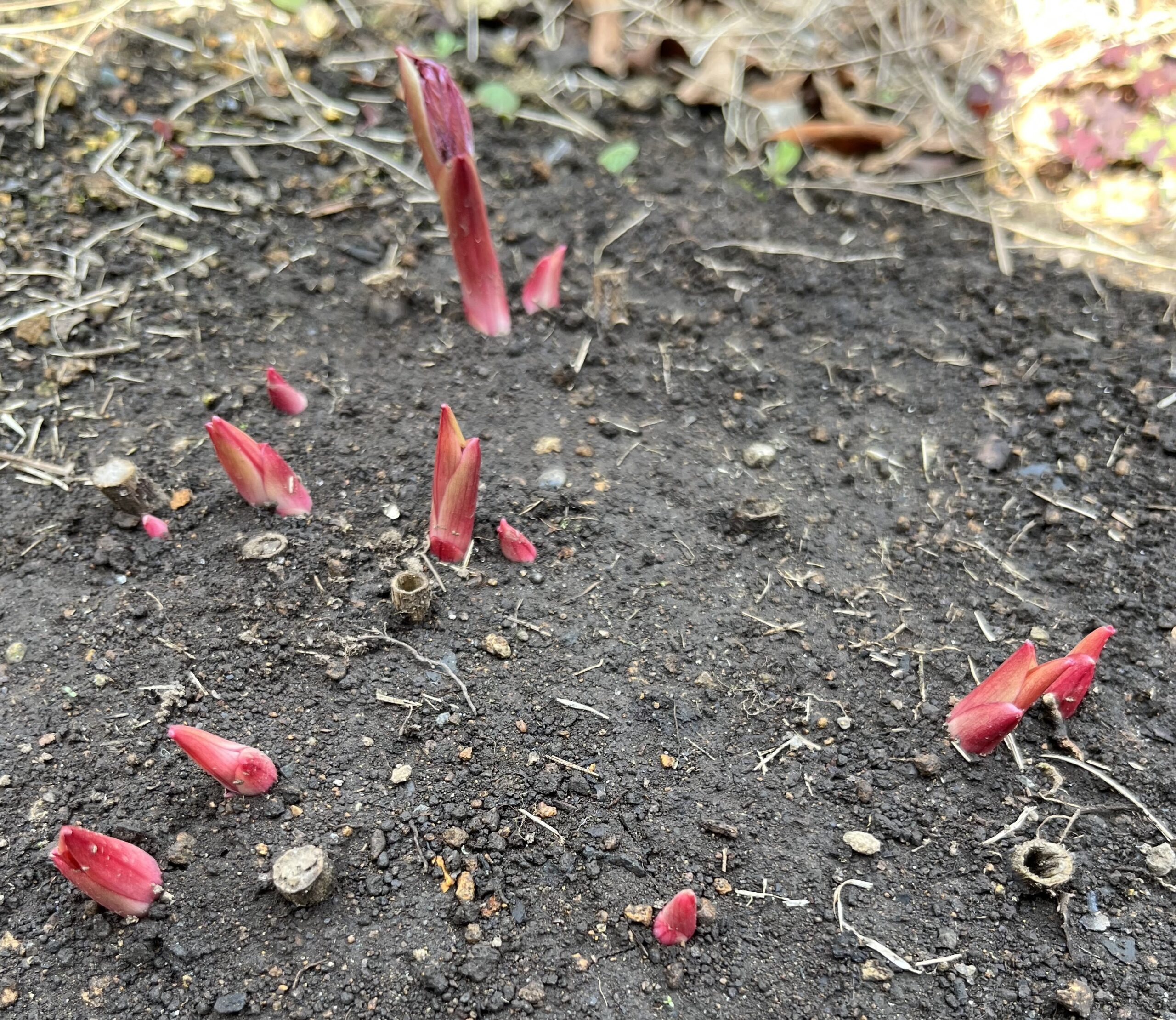 撮影：2026.3.22（日）