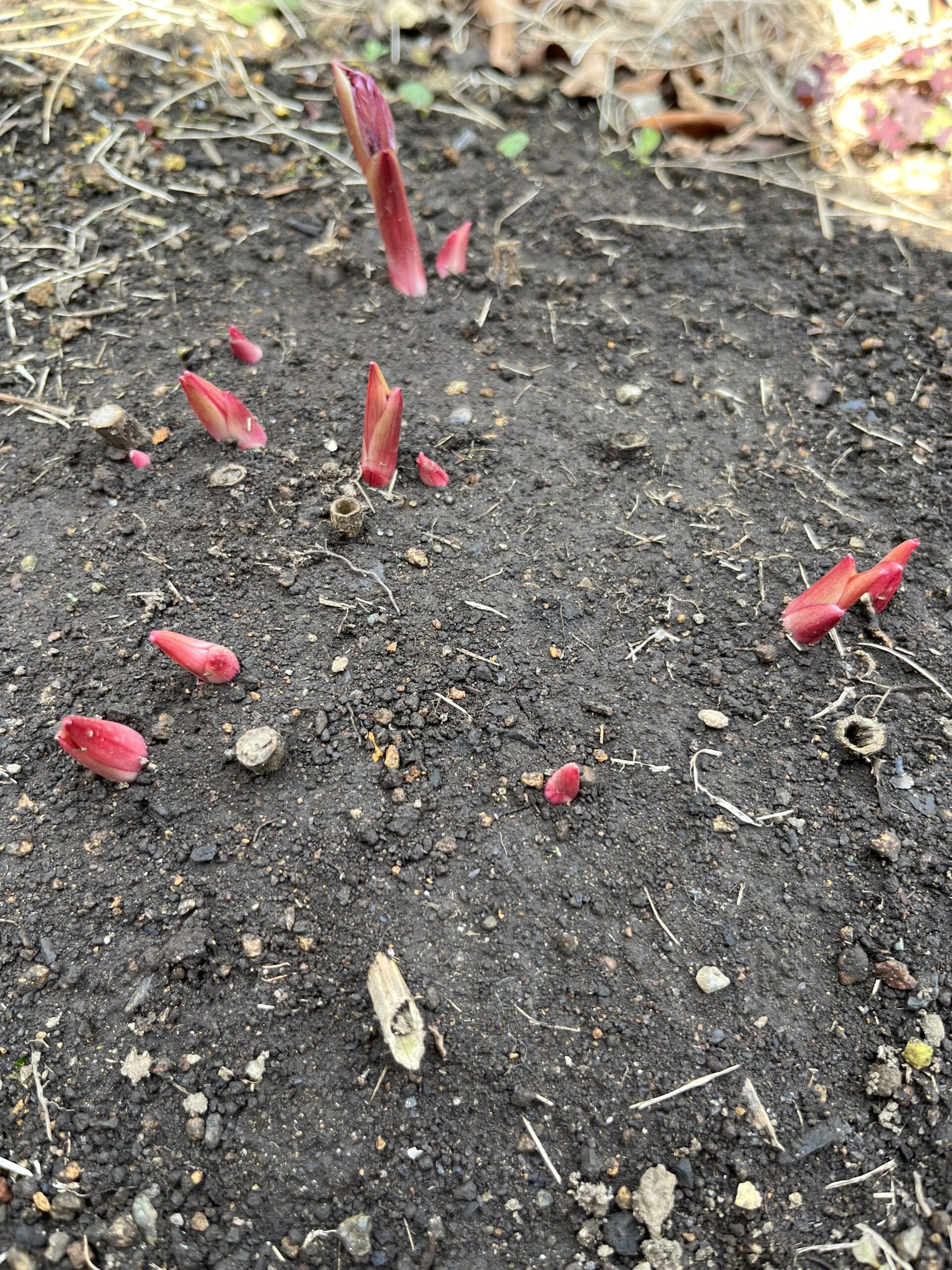 撮影：2026.3.22（日）