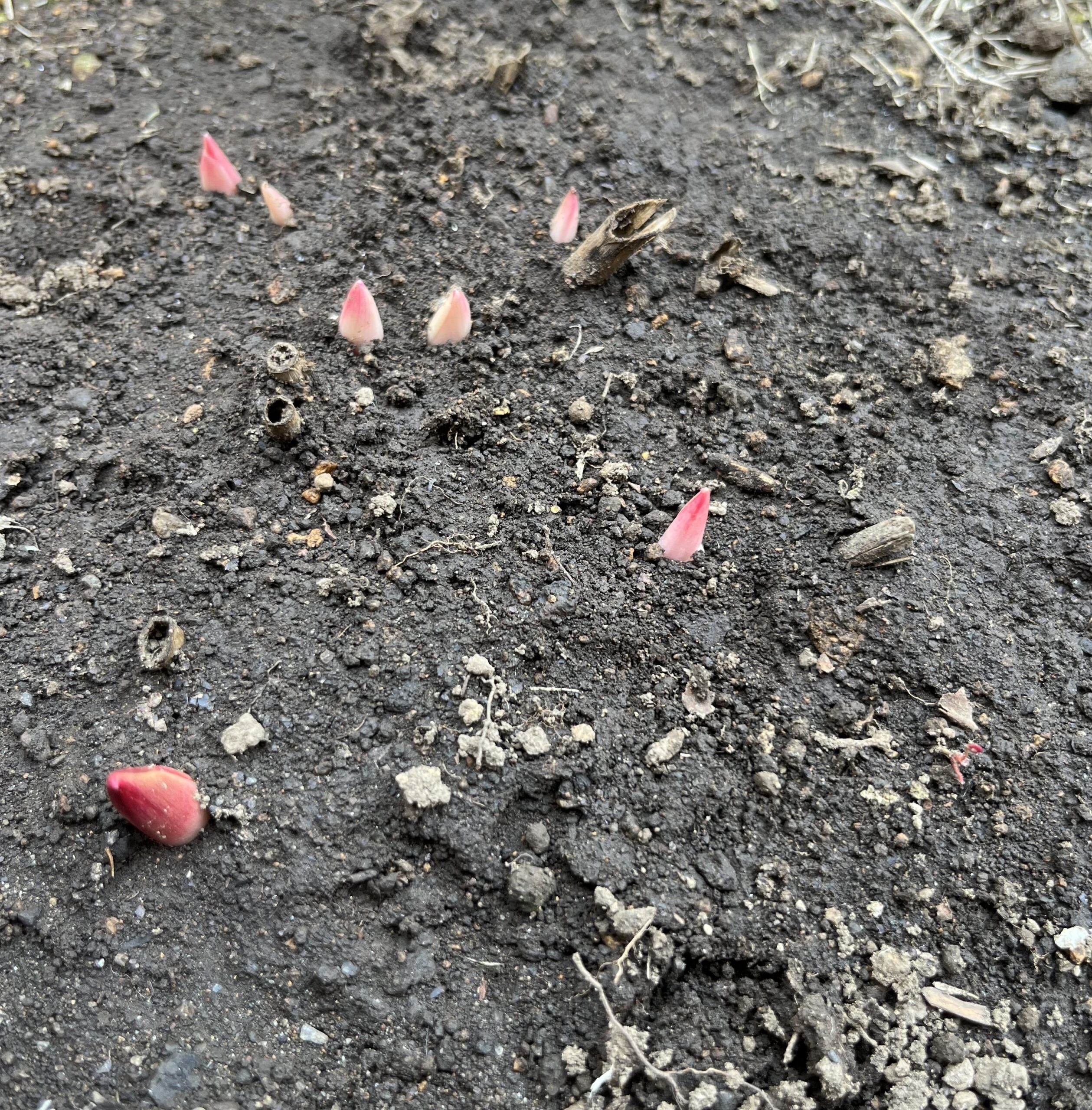 撮影：2026.3.22（日）