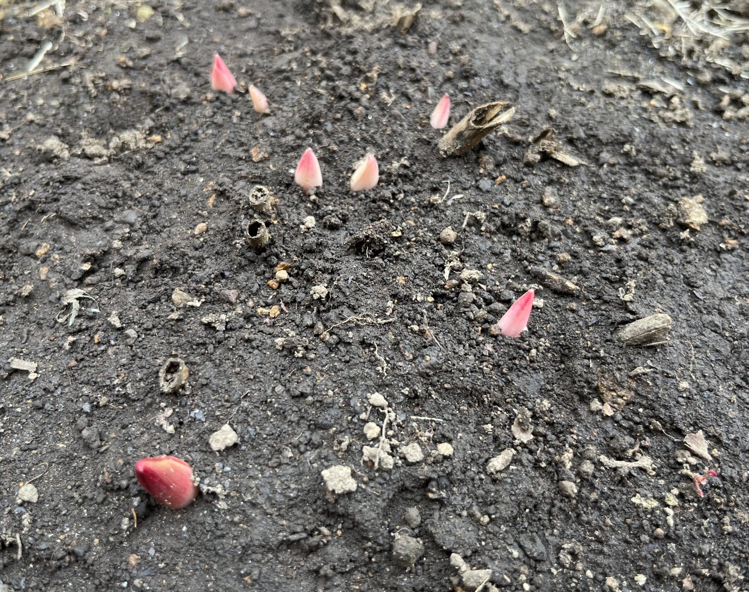 撮影：2026.3.22（日）