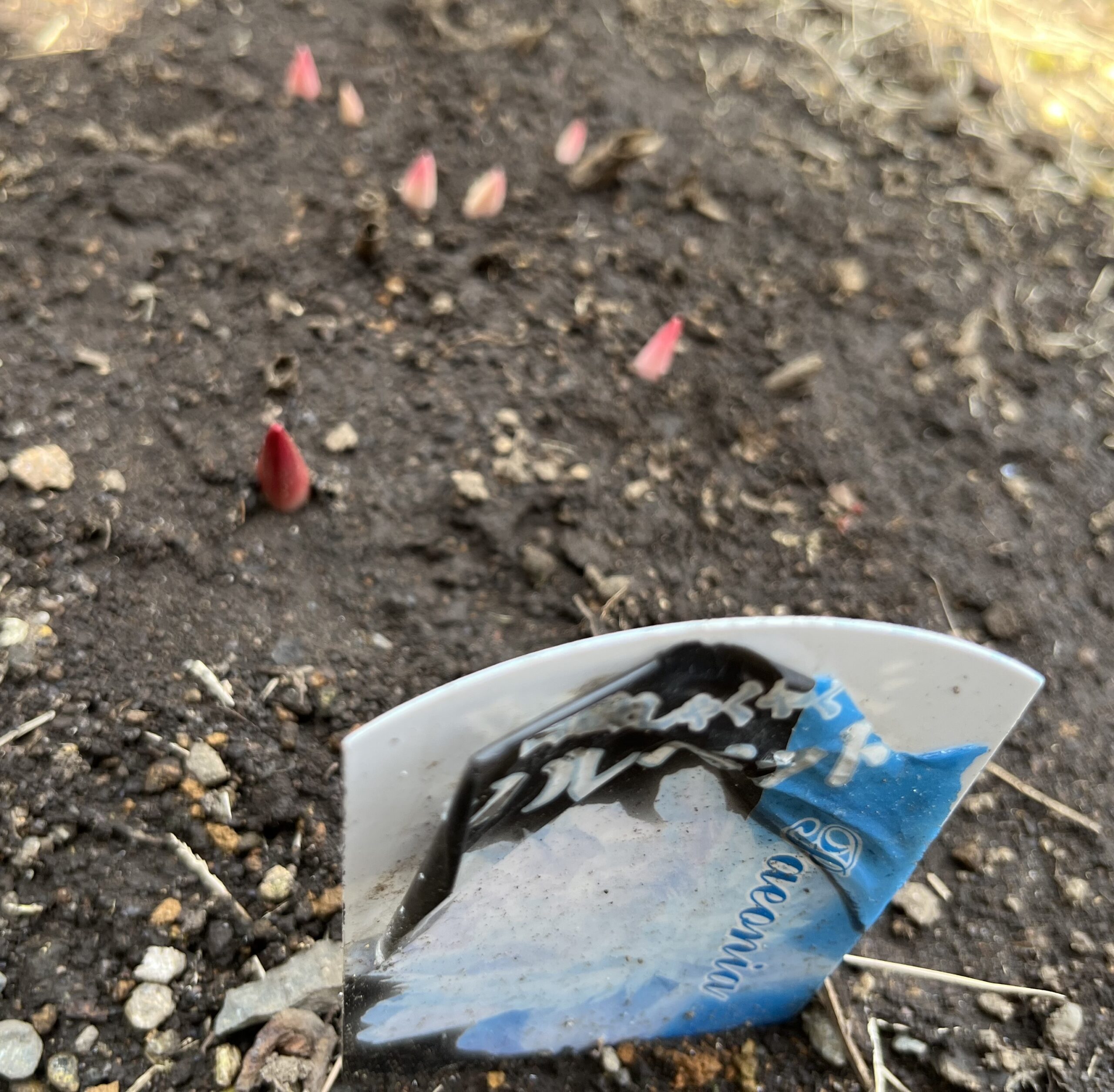 撮影：2026.3.22（日）