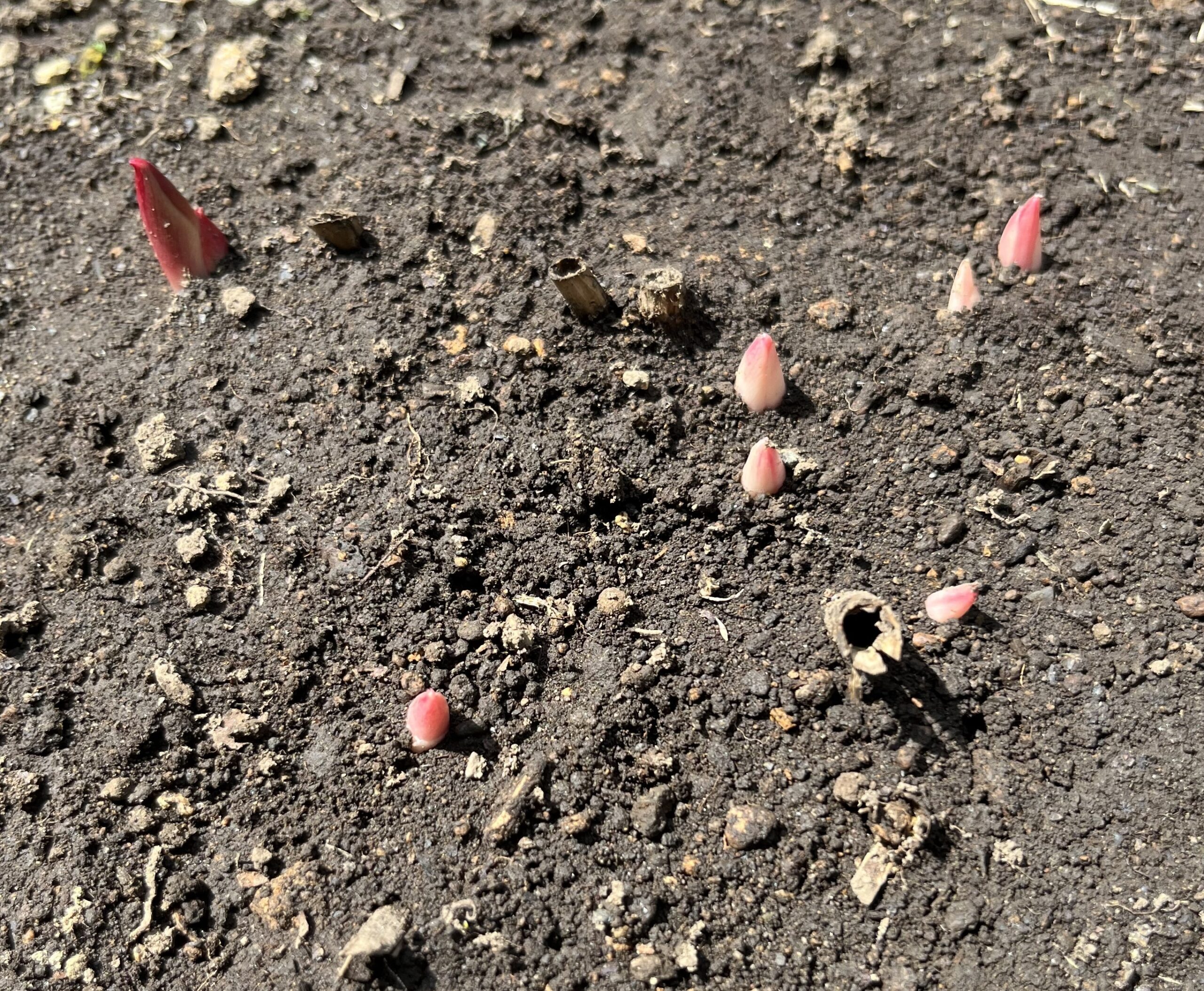 撮影：2026.3.22（日）