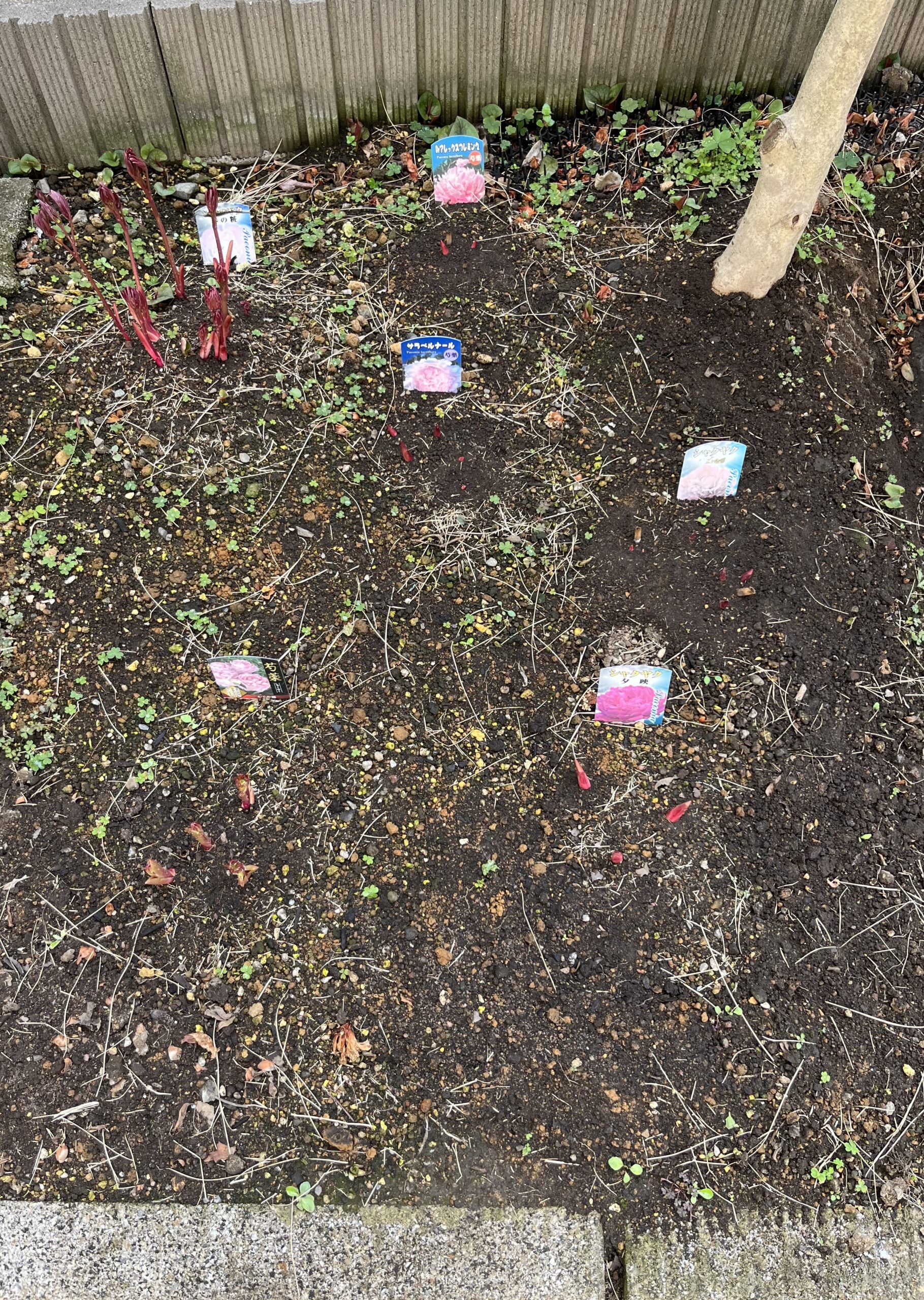 撮影:2026.3.22(日)