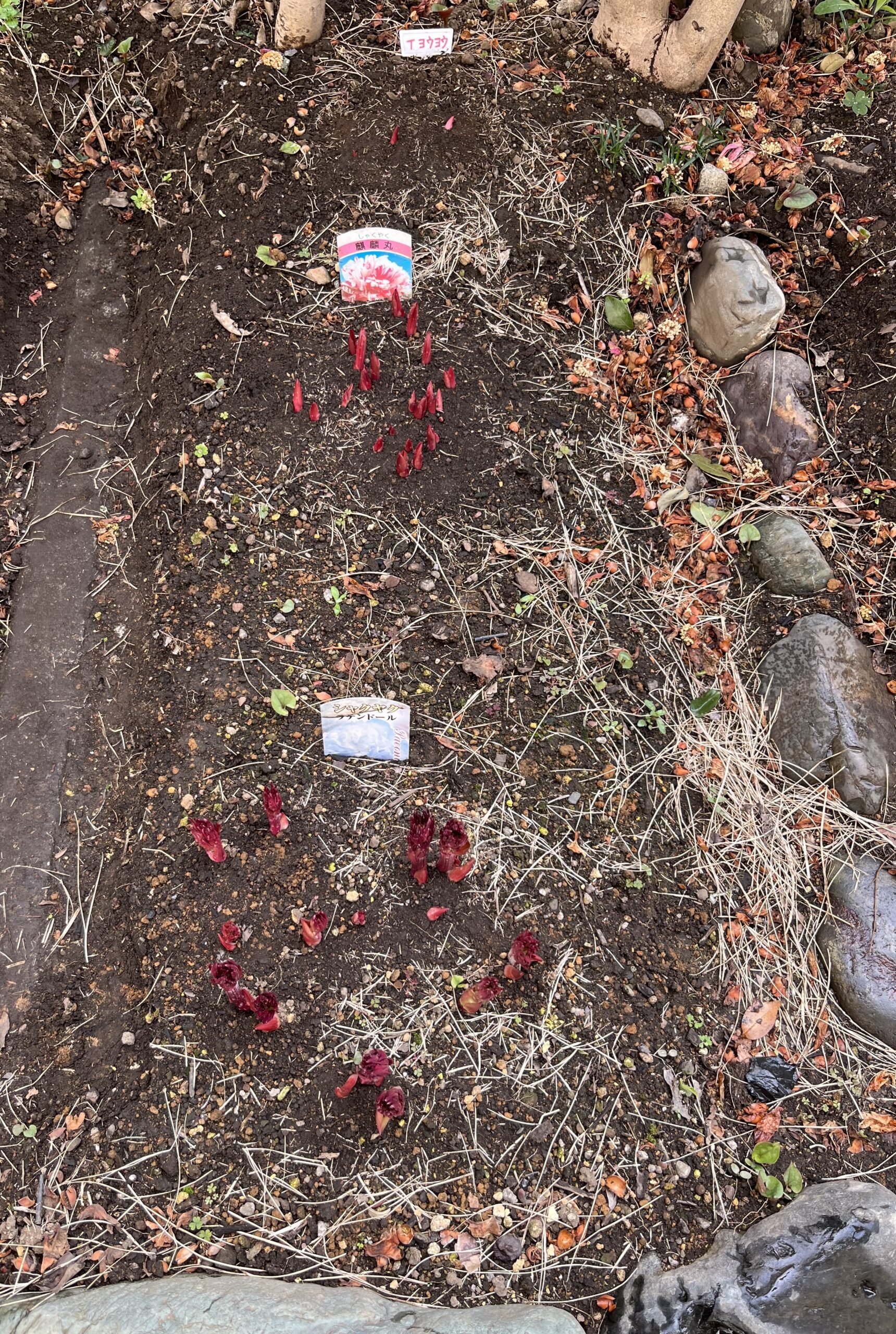 撮影：2026.3.22（日）