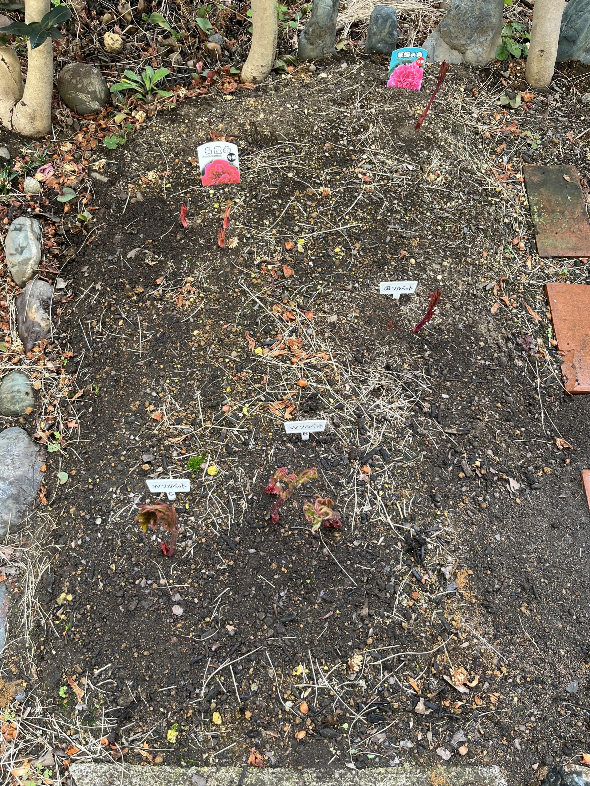 こちらが③パーツ。撮影:2026.3.22(日)