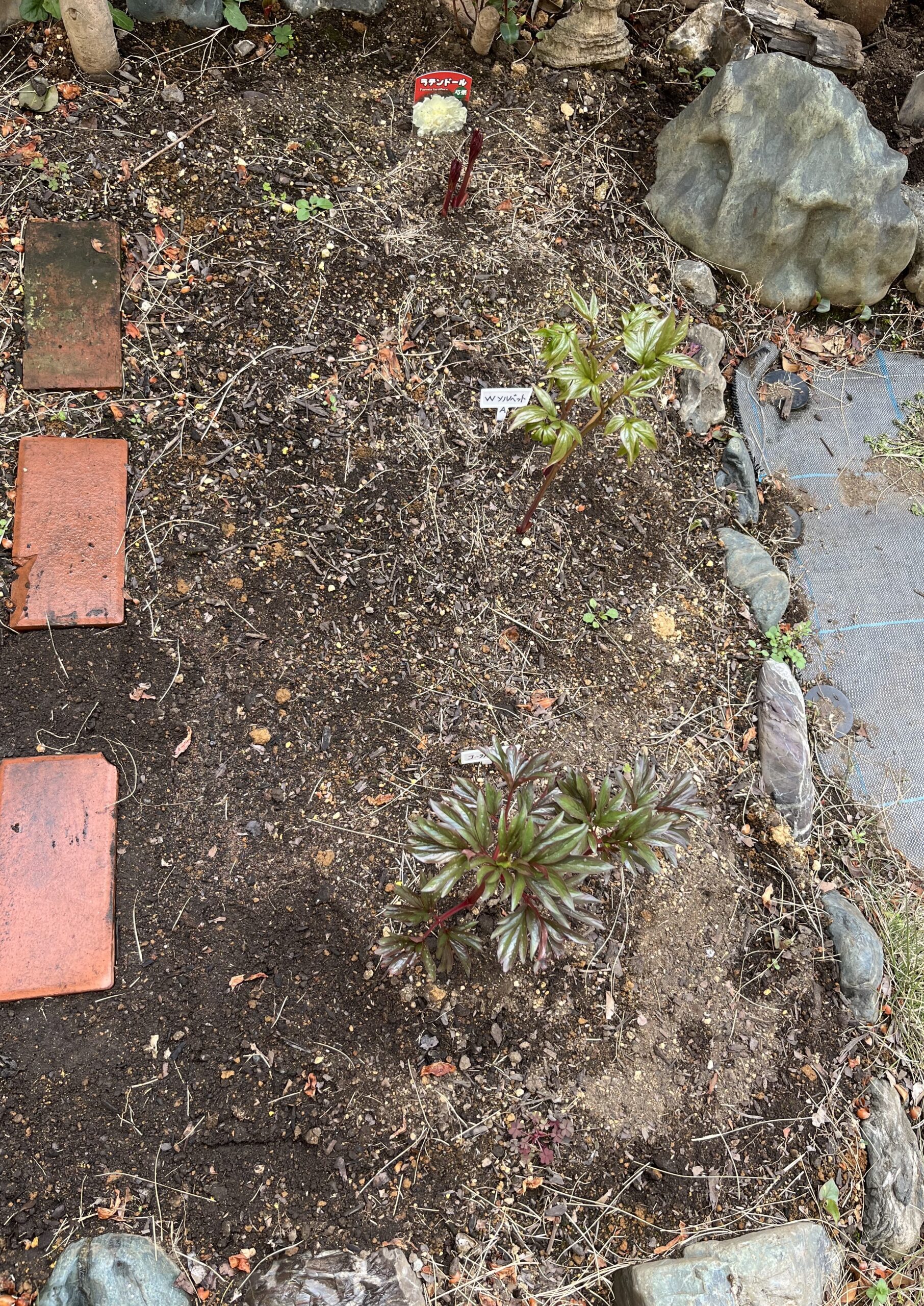 こちらが④パーツである。真上から撮影しても、「コーラルチャーム」と「WソルベットA」の成長ぶりが際立っている。撮影:2026.3.22(日)