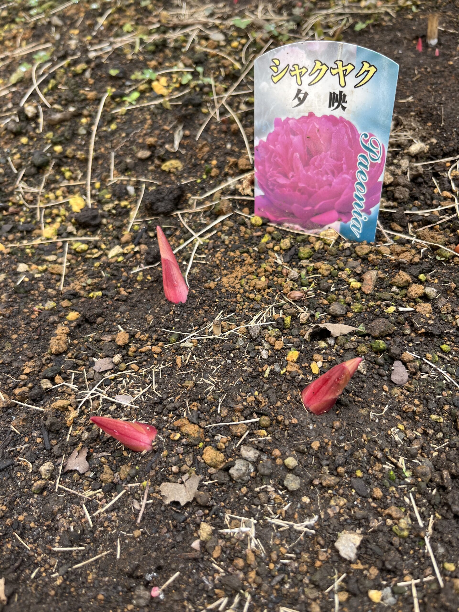 撮影:2026.3.22(日)