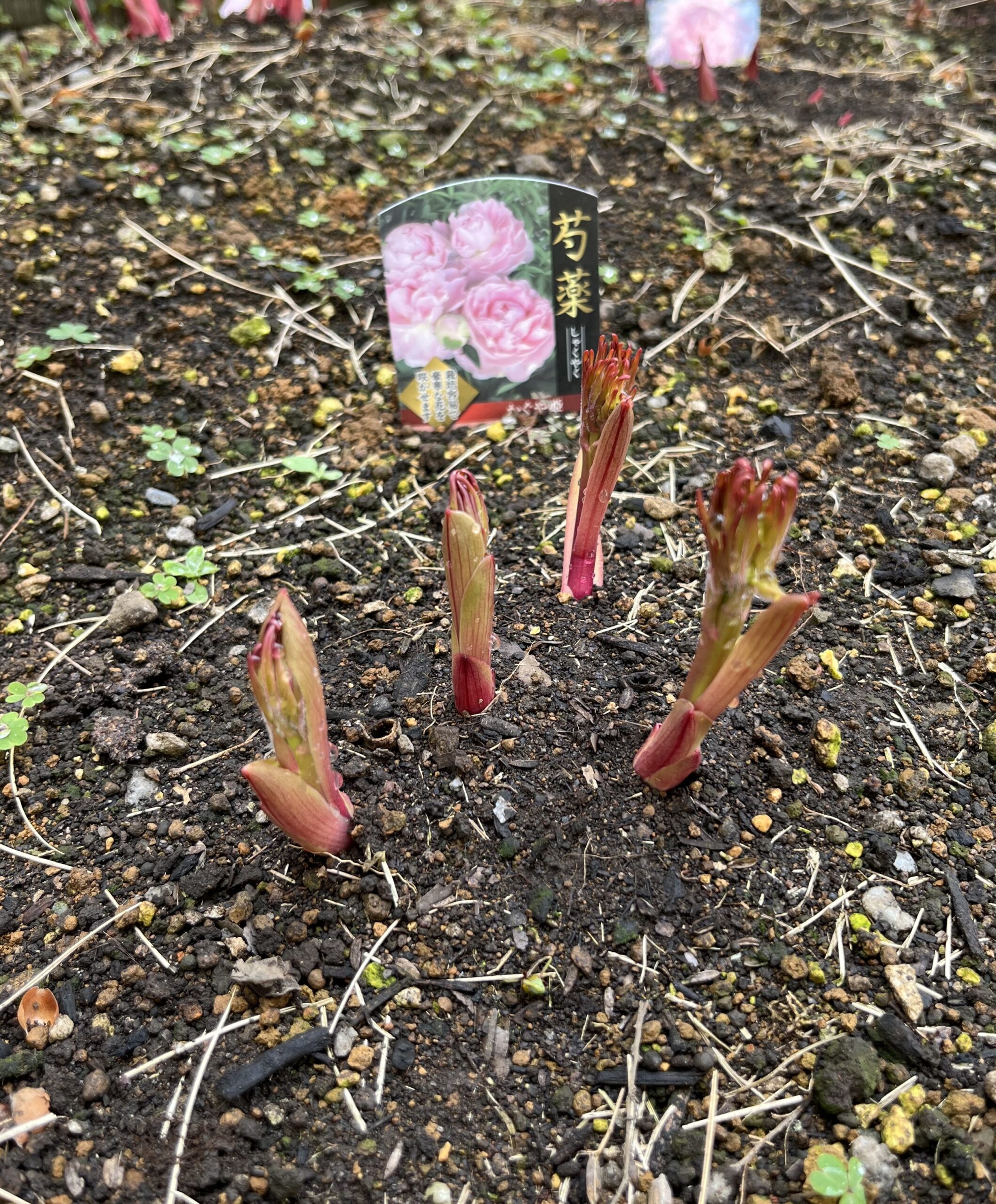 撮影:2026.3.22(日)