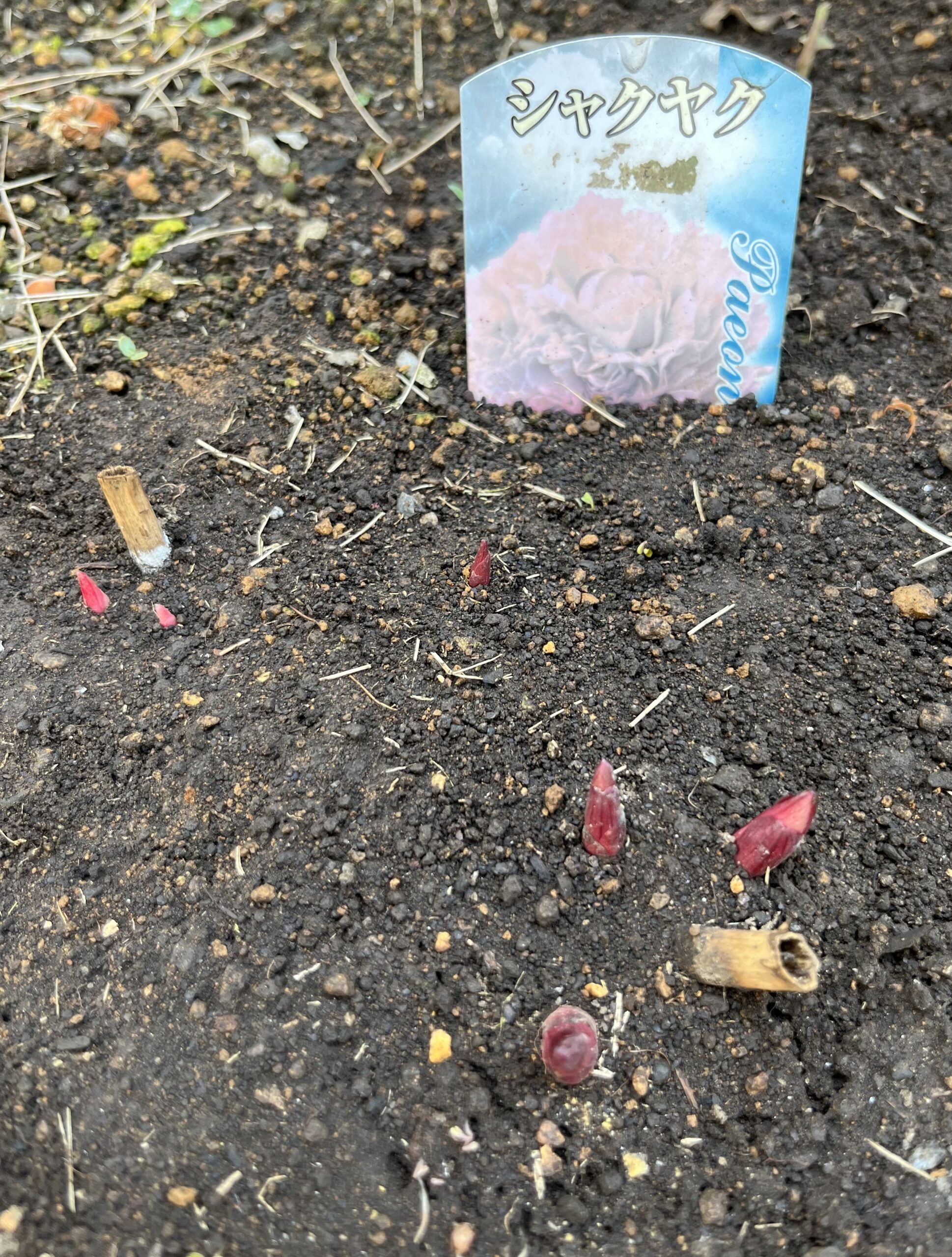 撮影:2026.3.22(日)