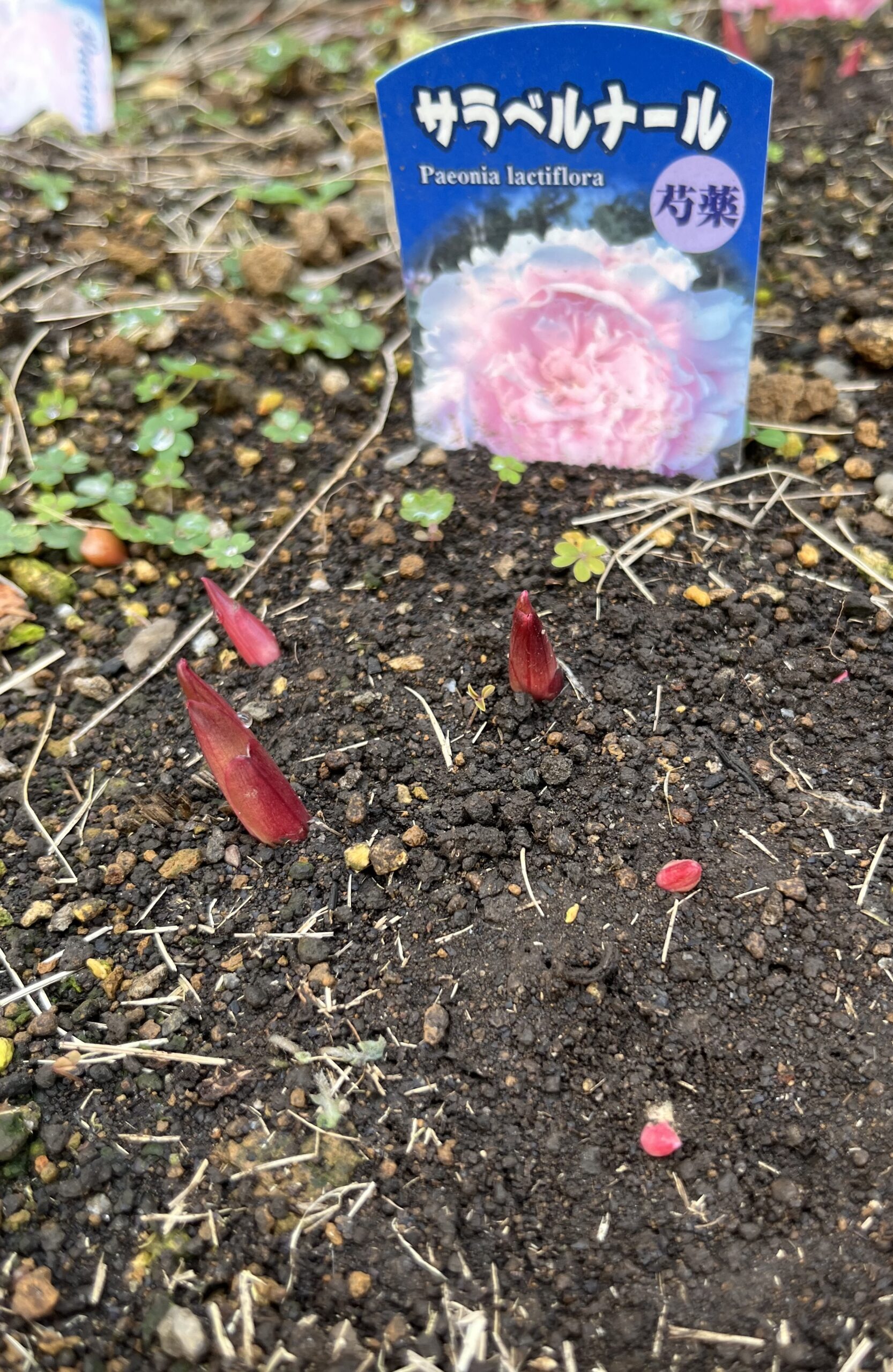 撮影:2026.3.22(日)