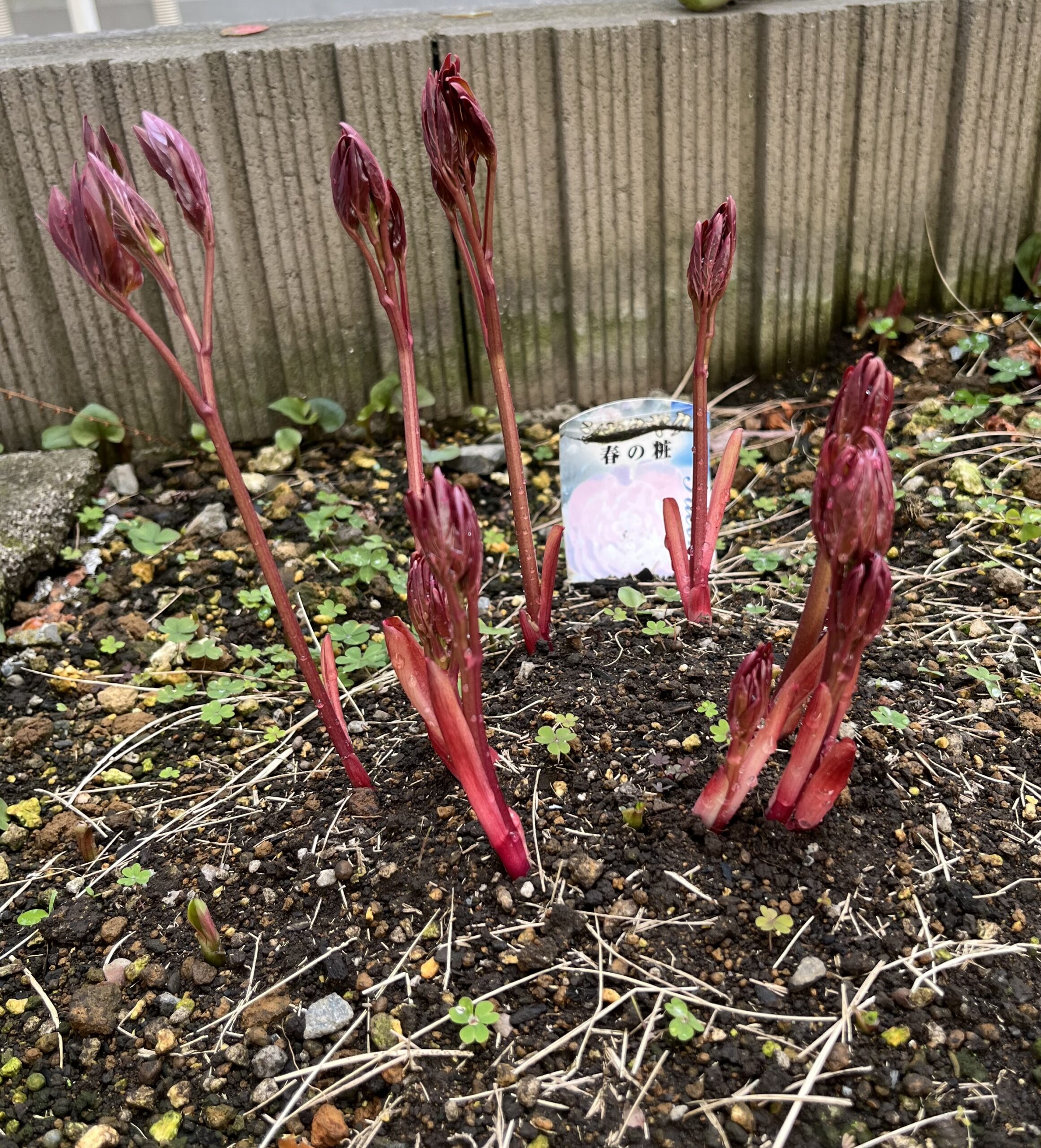 撮影:2026.3.22(日)