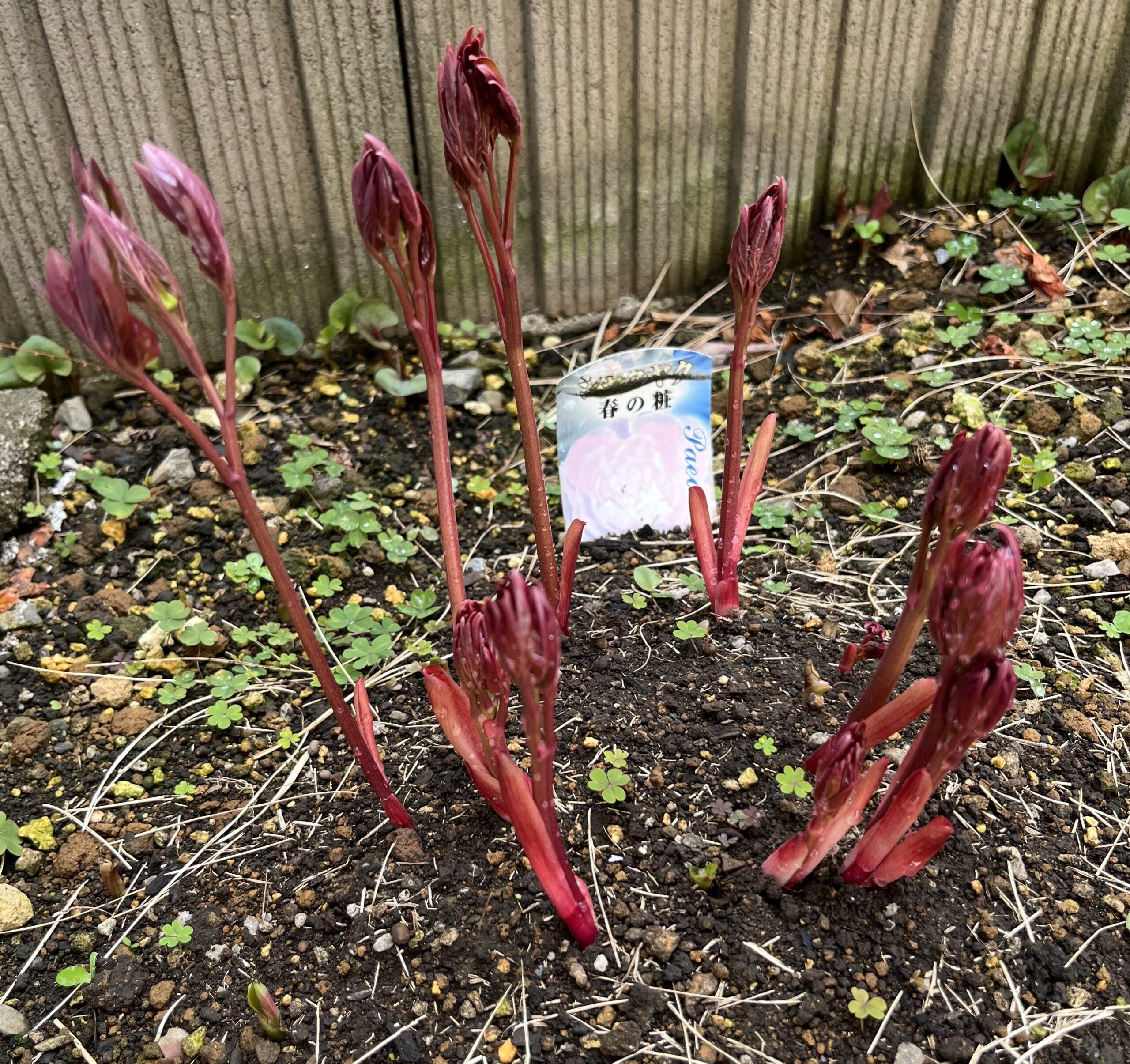 撮影:2026.3.22(日)