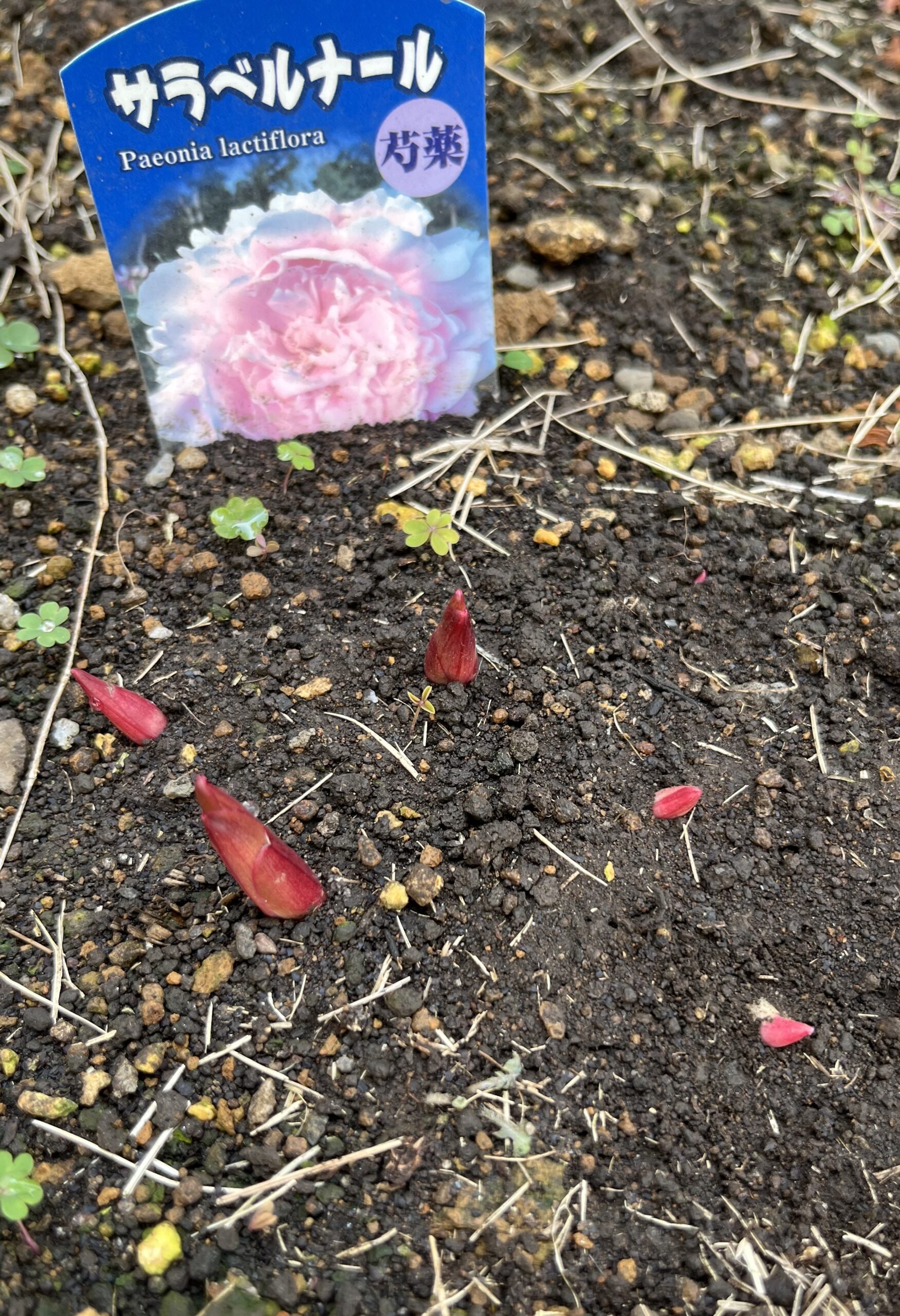 撮影:2026.3.22(日)