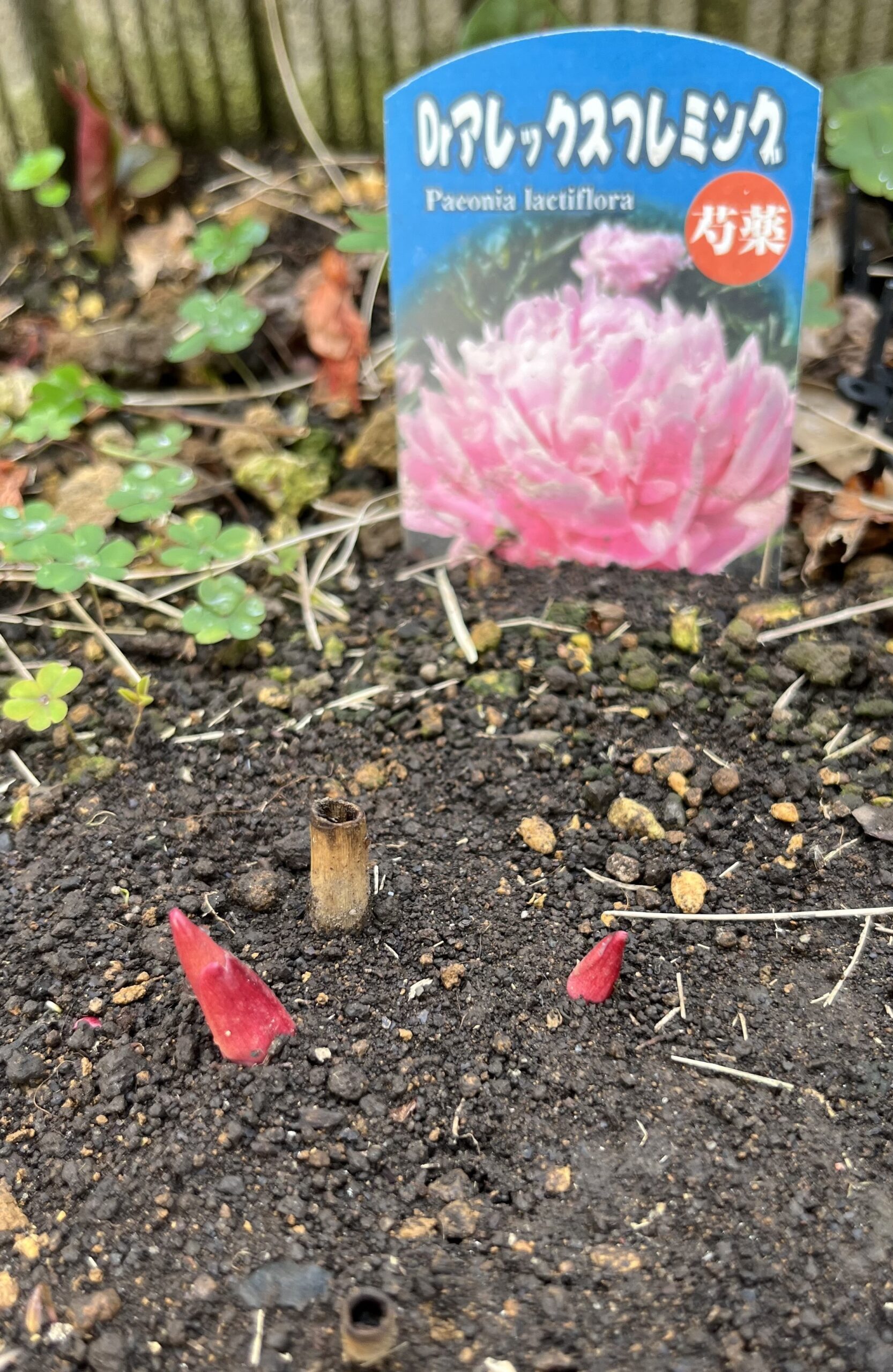 撮影:2026.3.22(日)