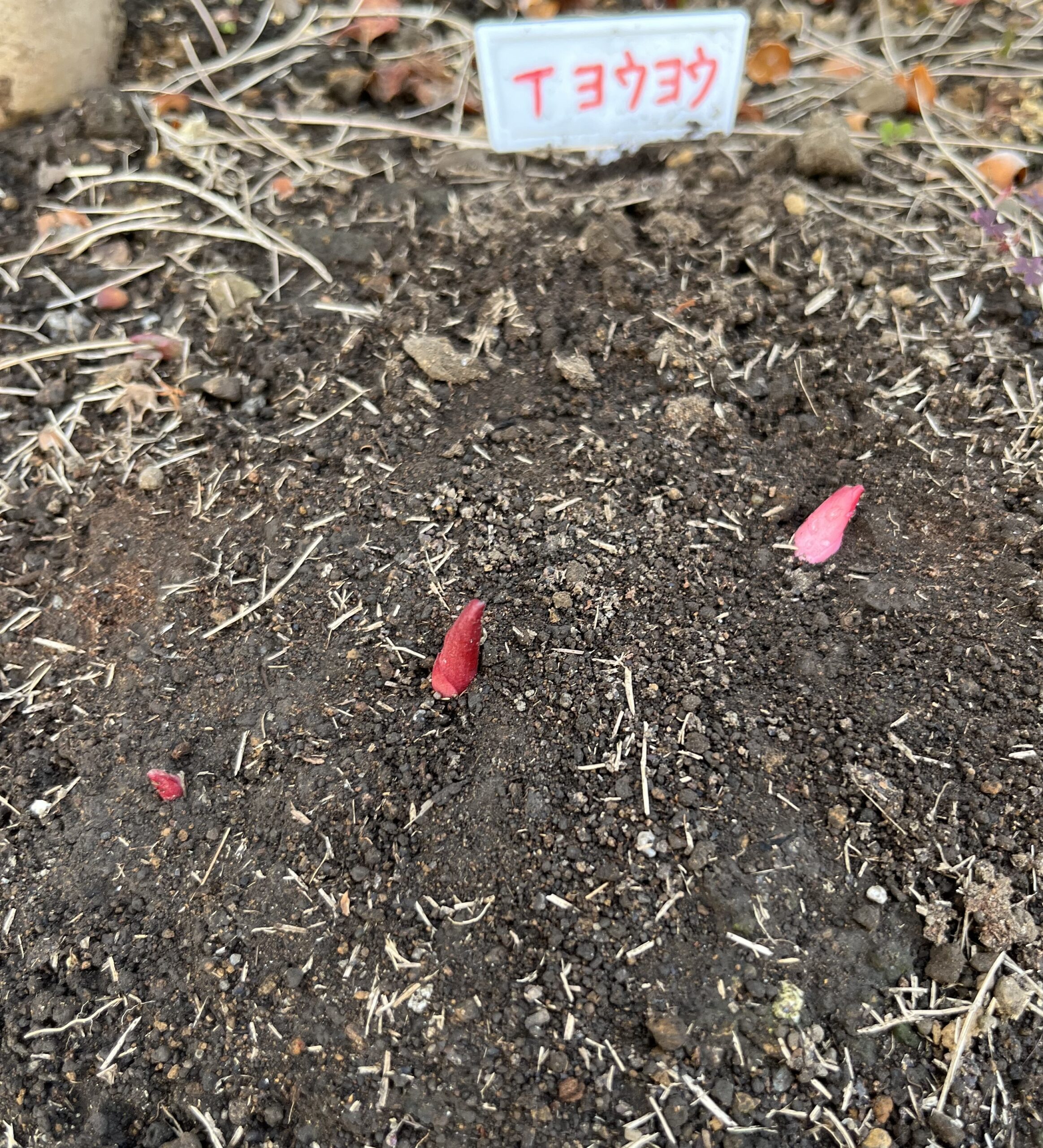 撮影：2026.3.22（日）