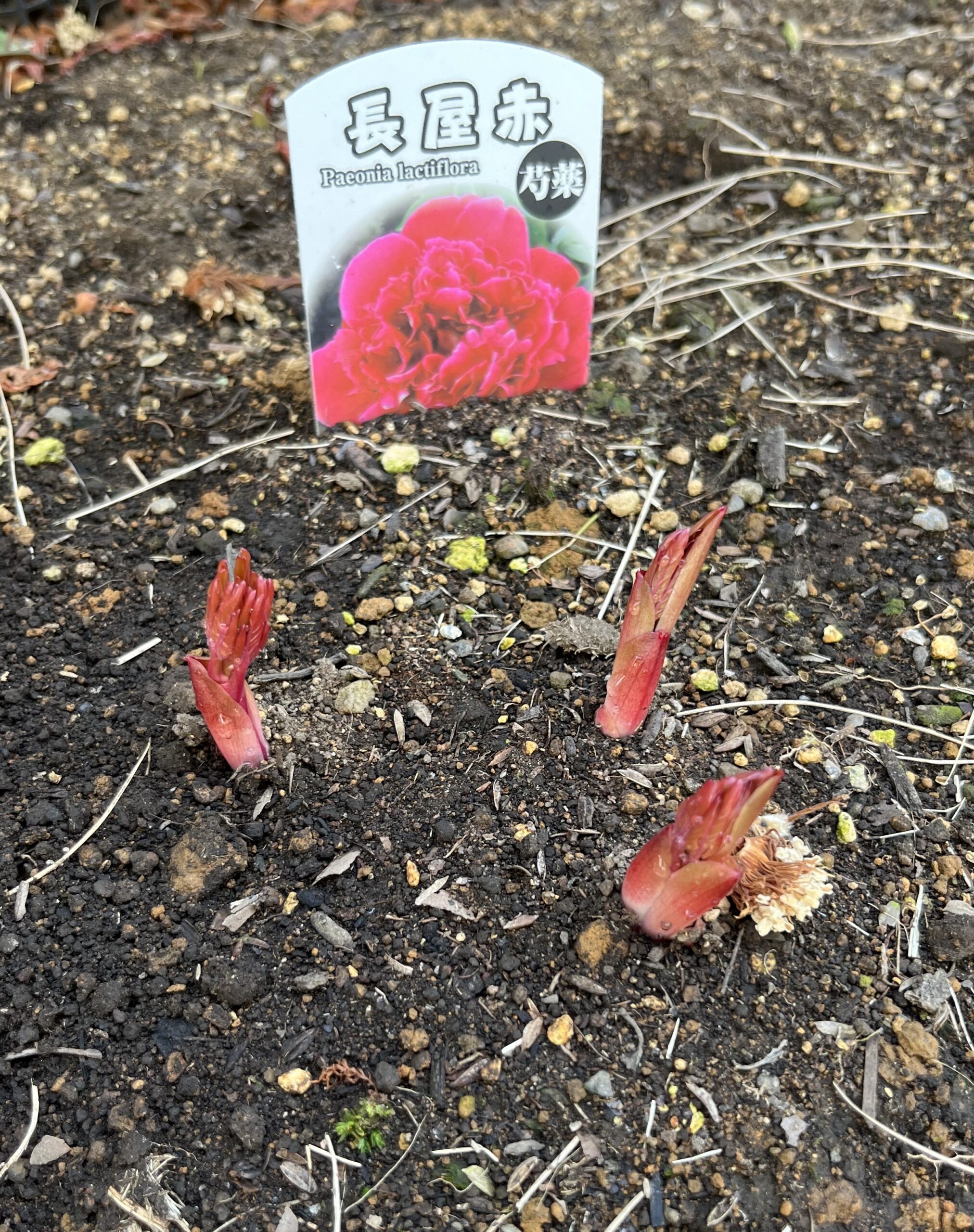 撮影:2026.3.22(日)