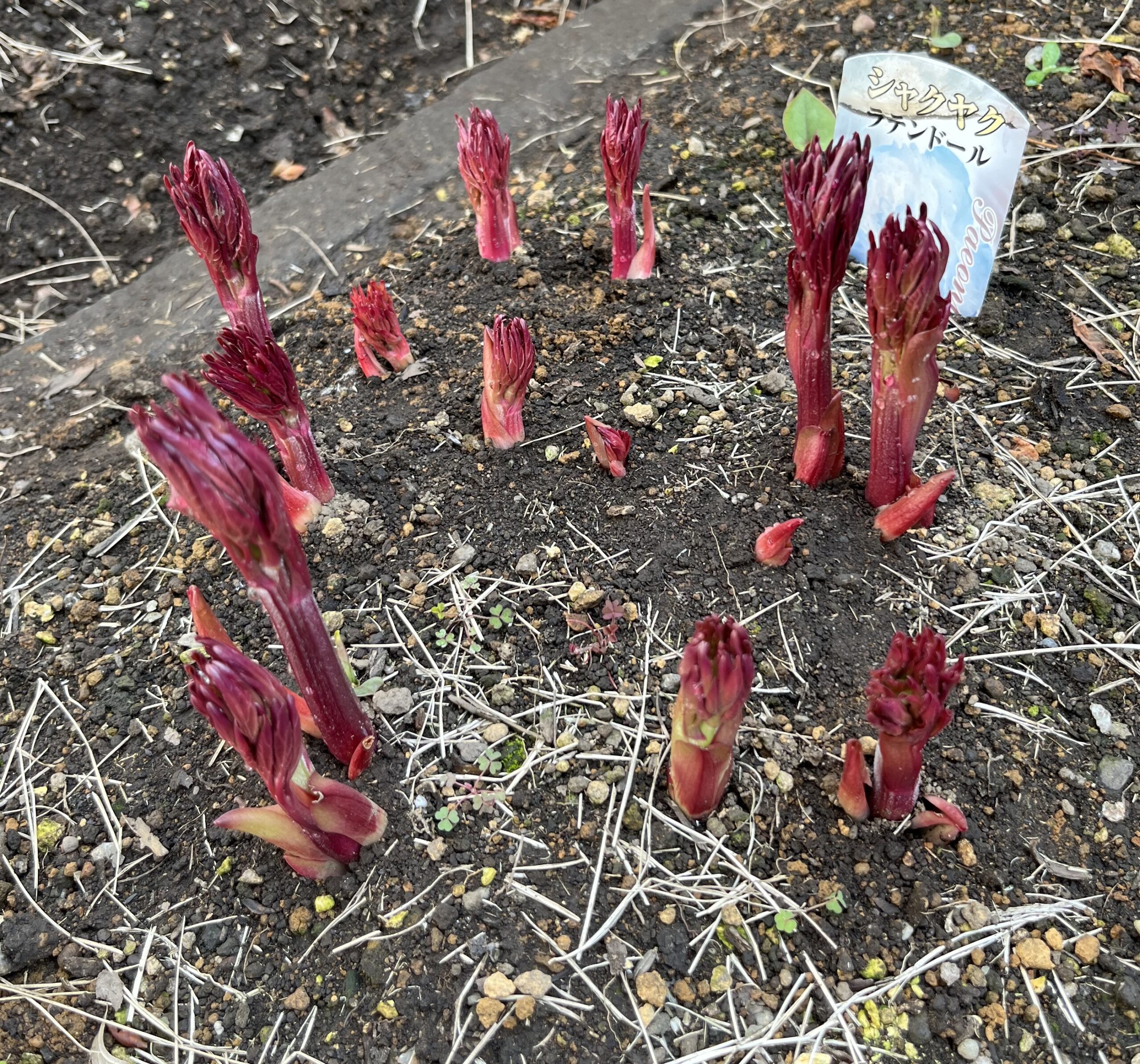 撮影：2026.3.22（日）