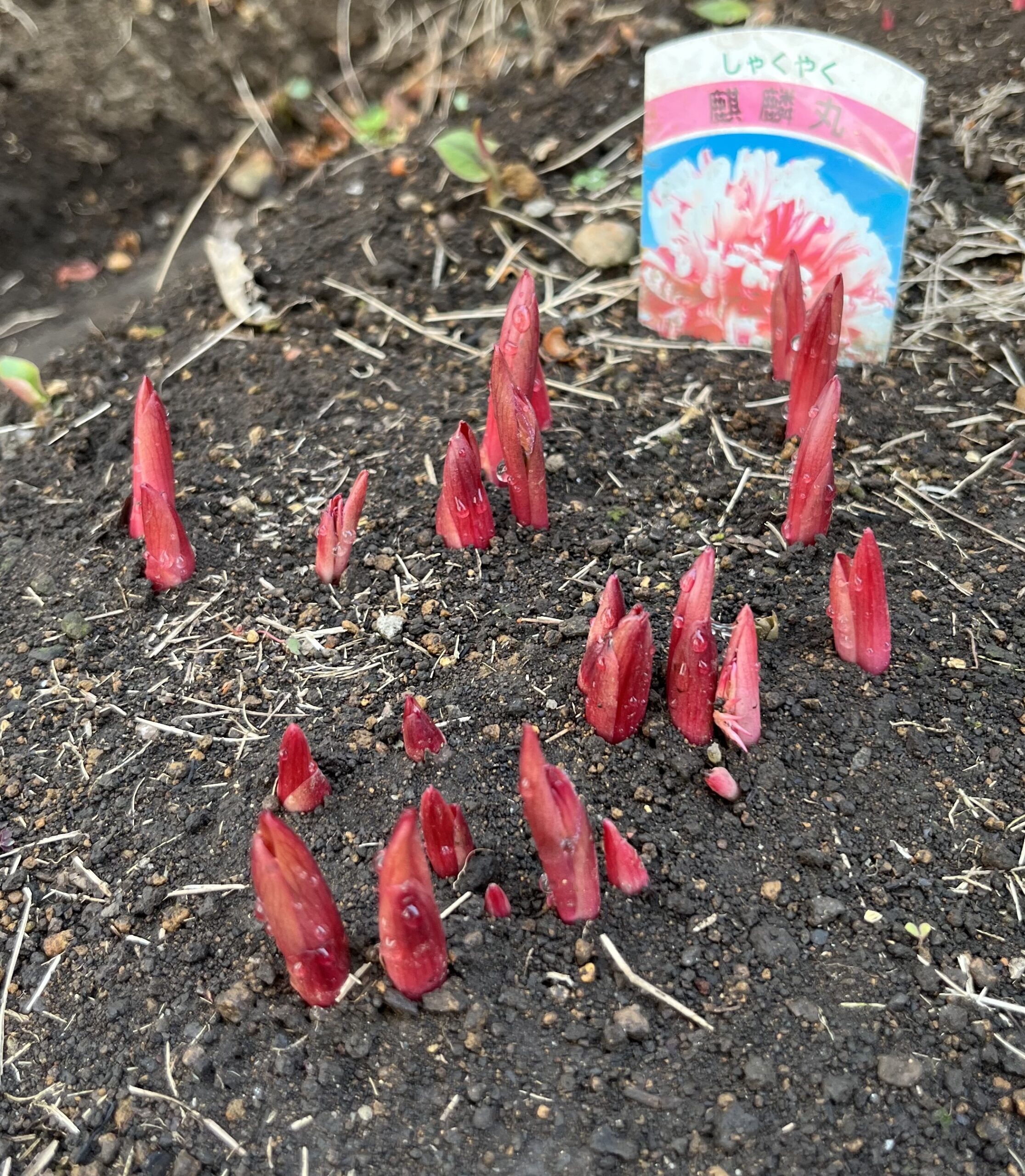 撮影：2026.3.22（日）