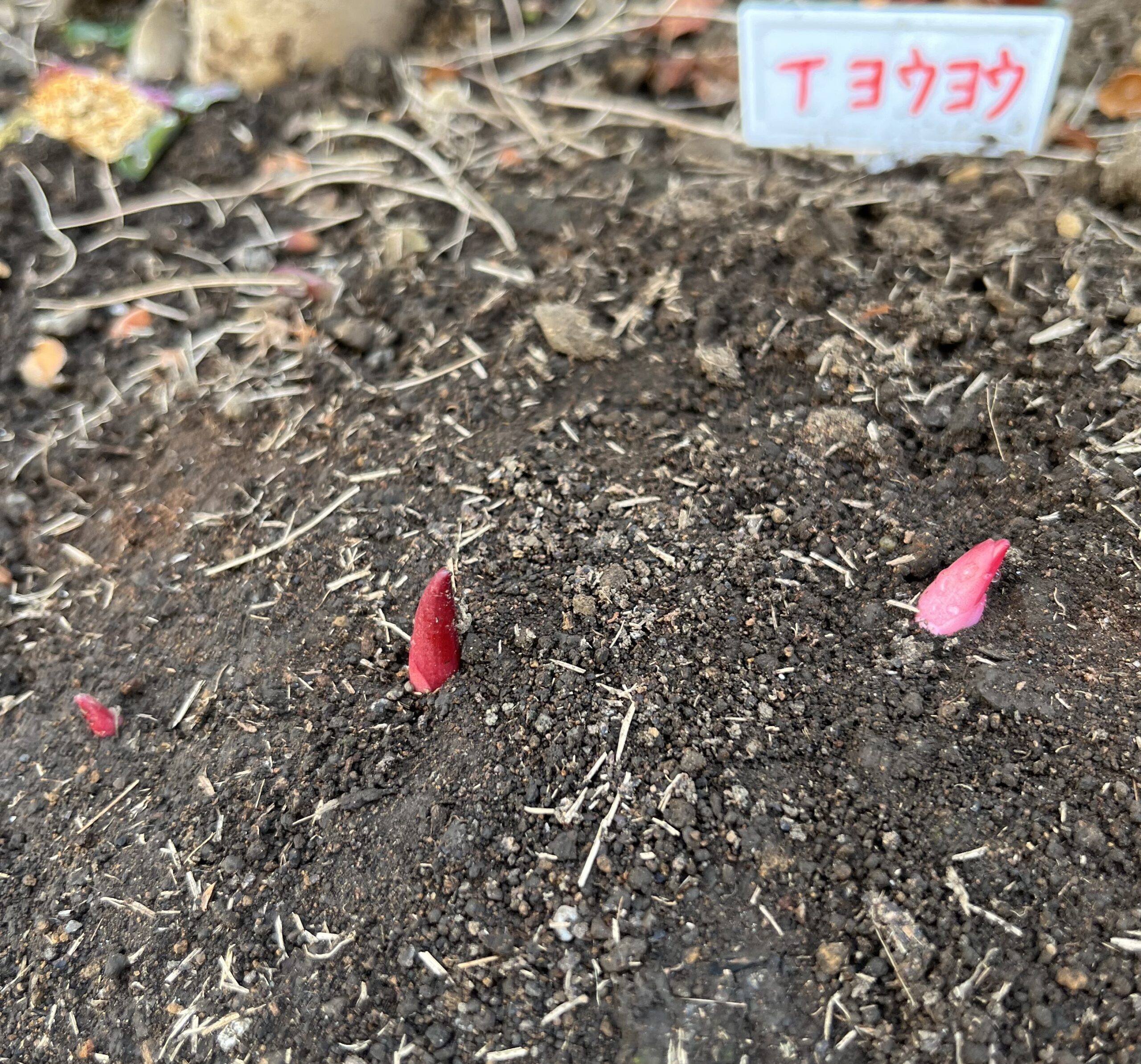 撮影：2026.3.22（日）