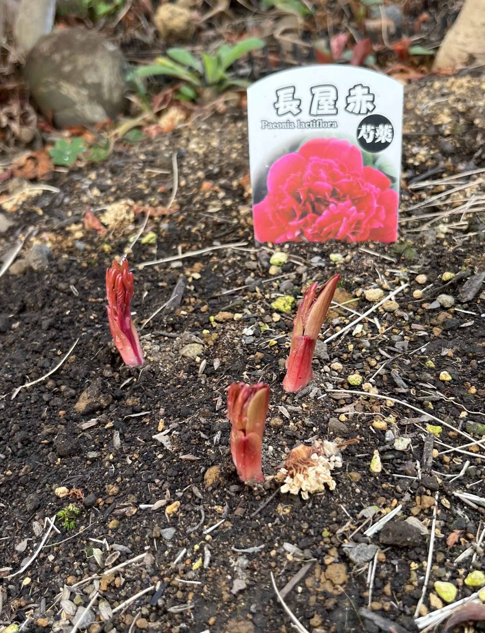 撮影:2026.3.22(日)