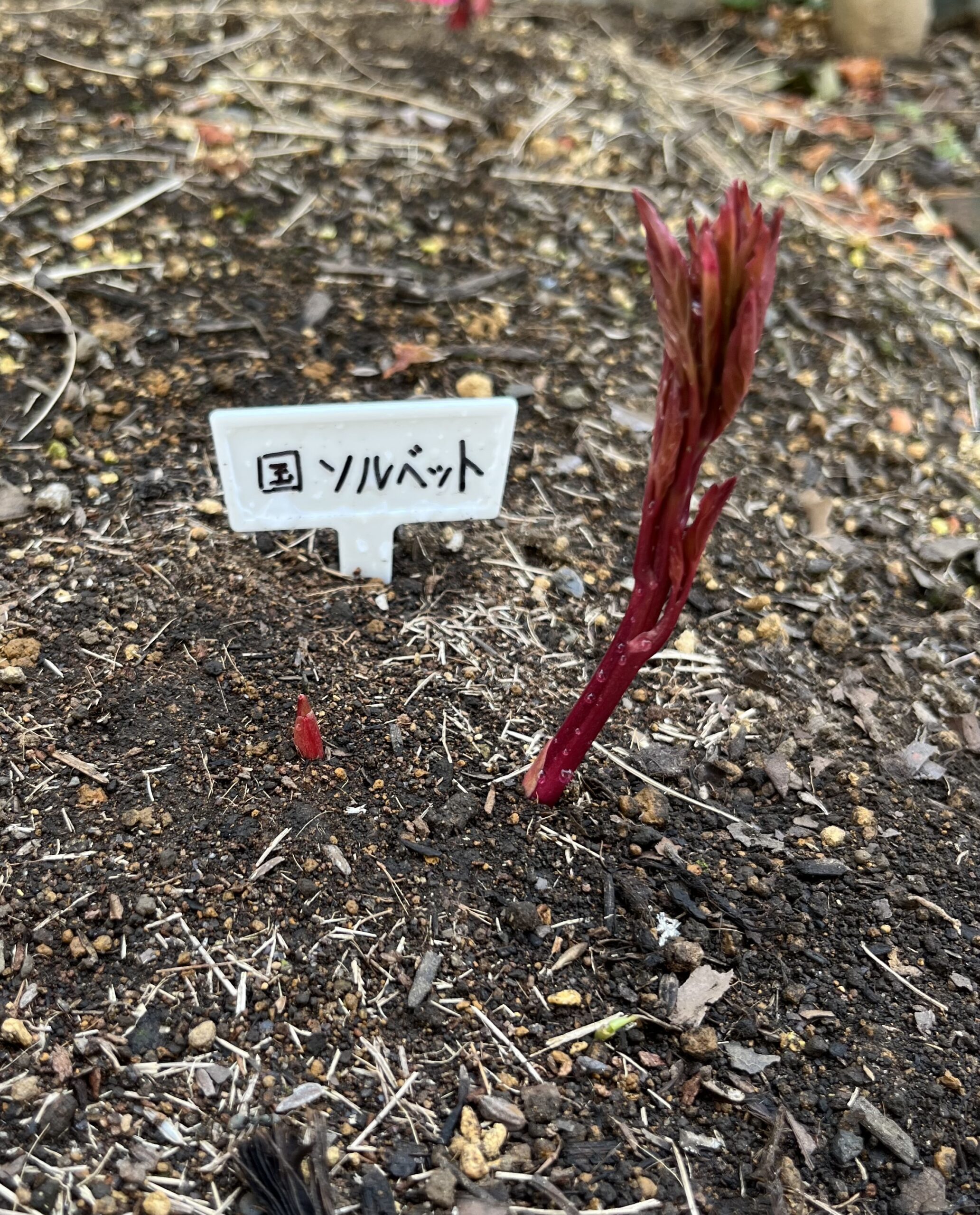 撮影:2026.3.22(日)