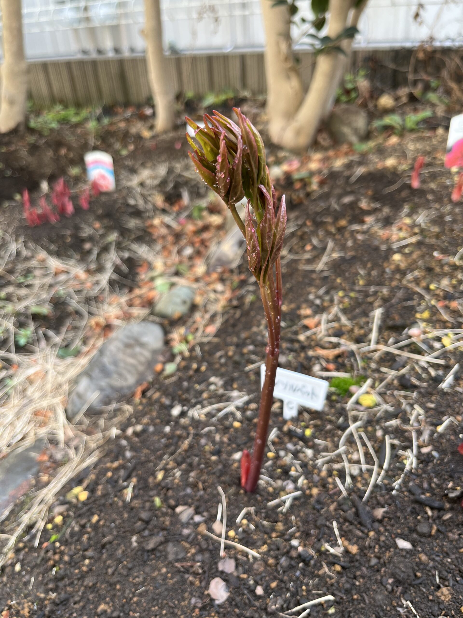 撮影:2026.3.22(日)