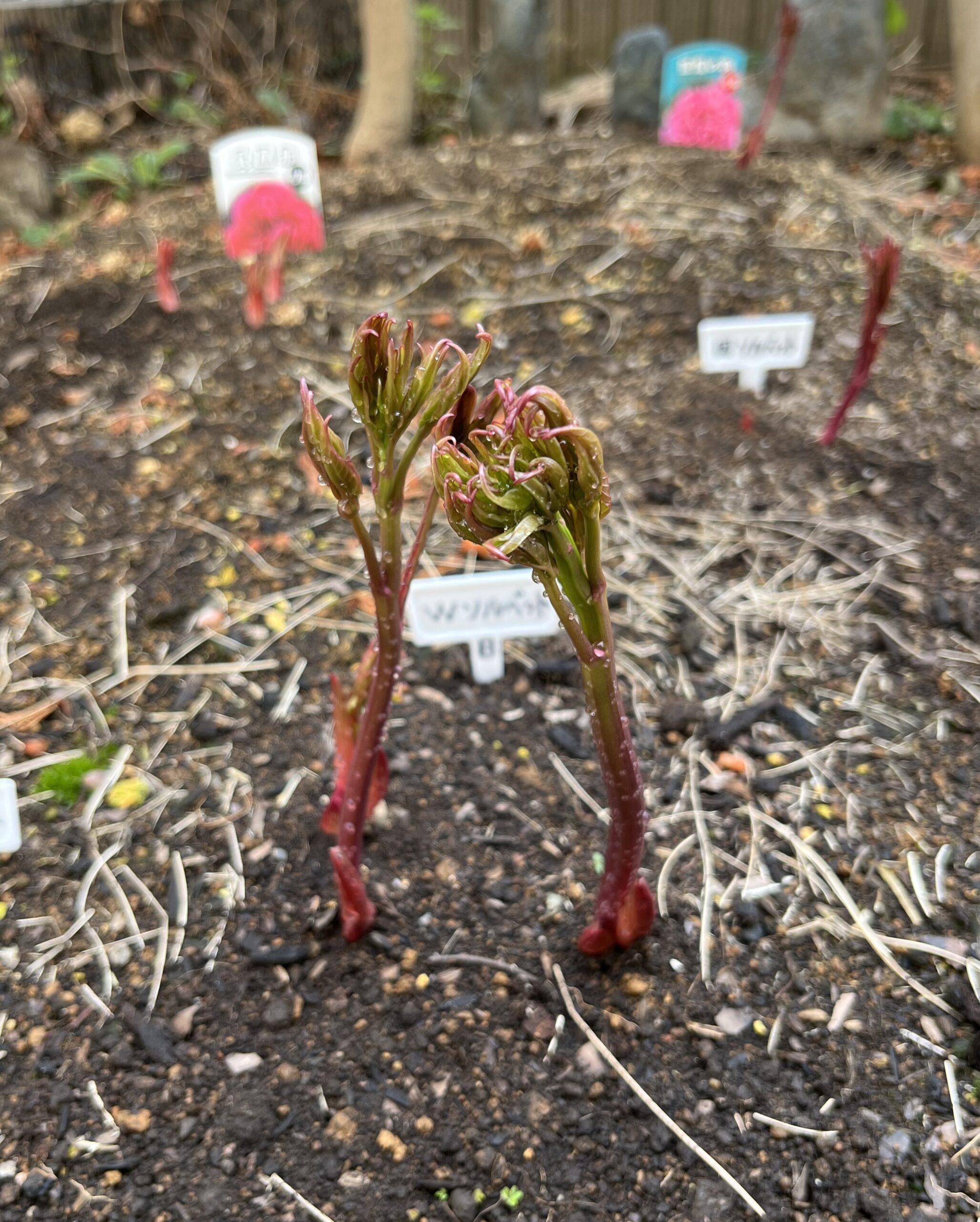 撮影:2026.3.22(日)