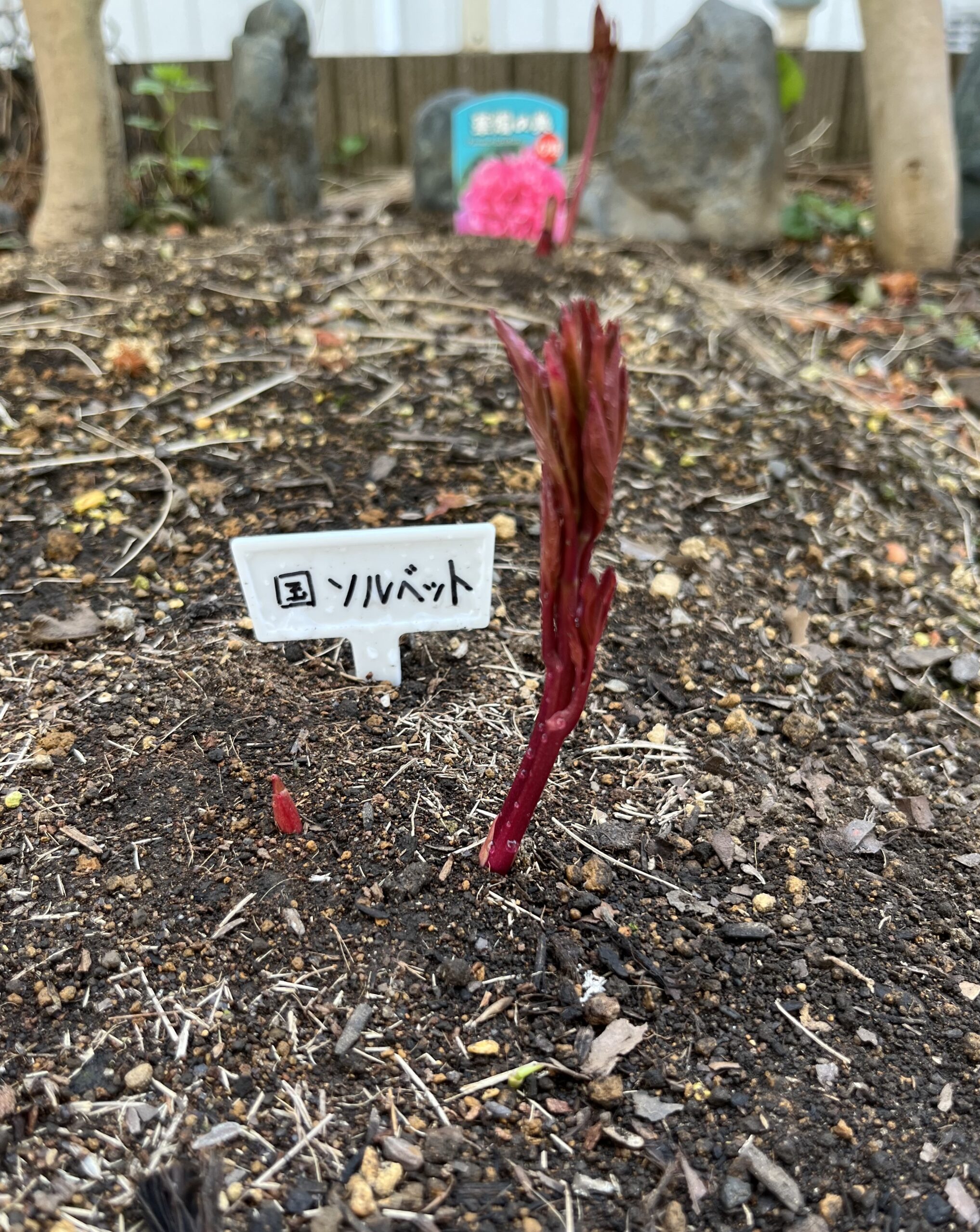 撮影:2026.3.22(日)