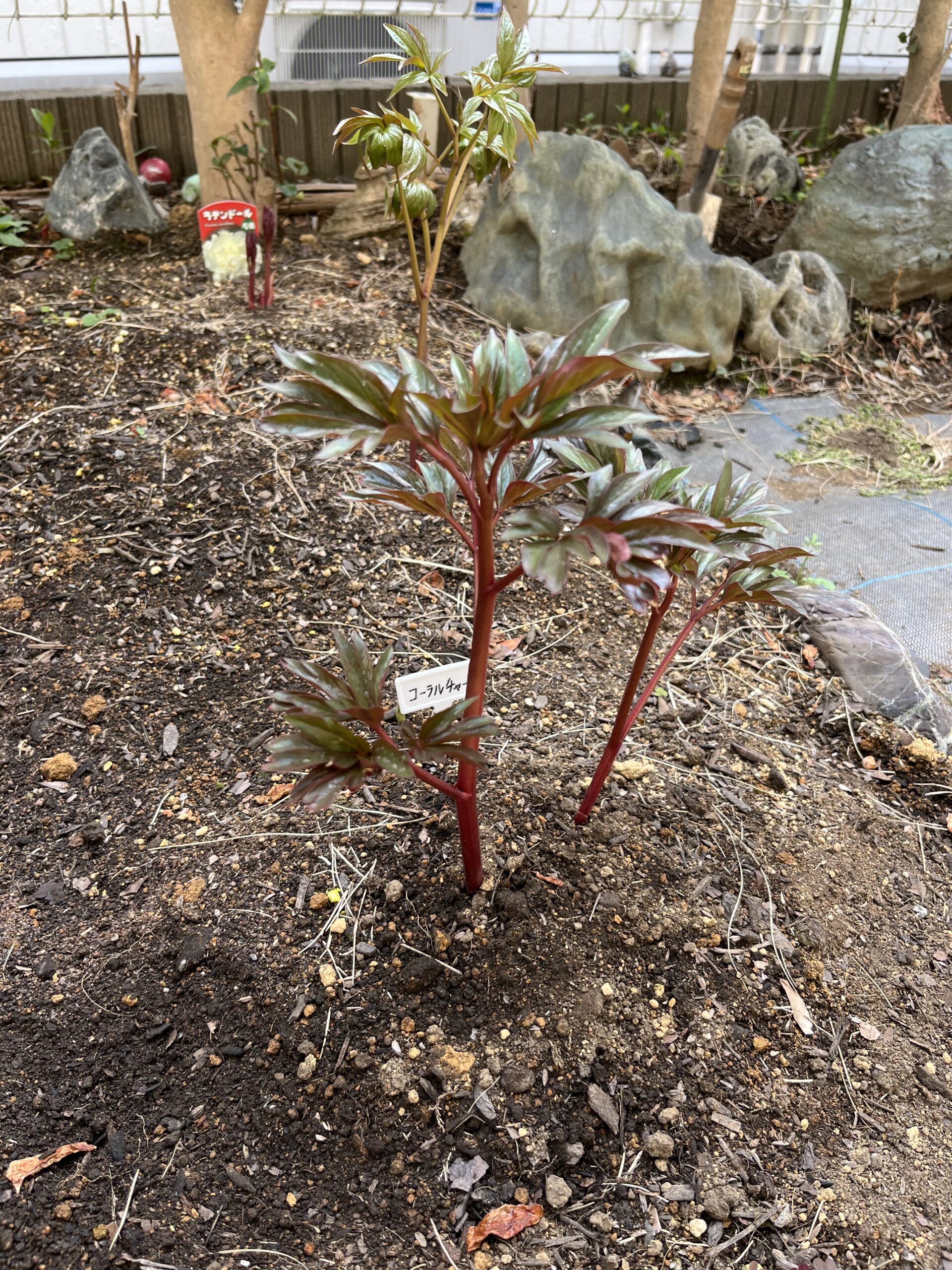 撮影:2026.3.22(日)