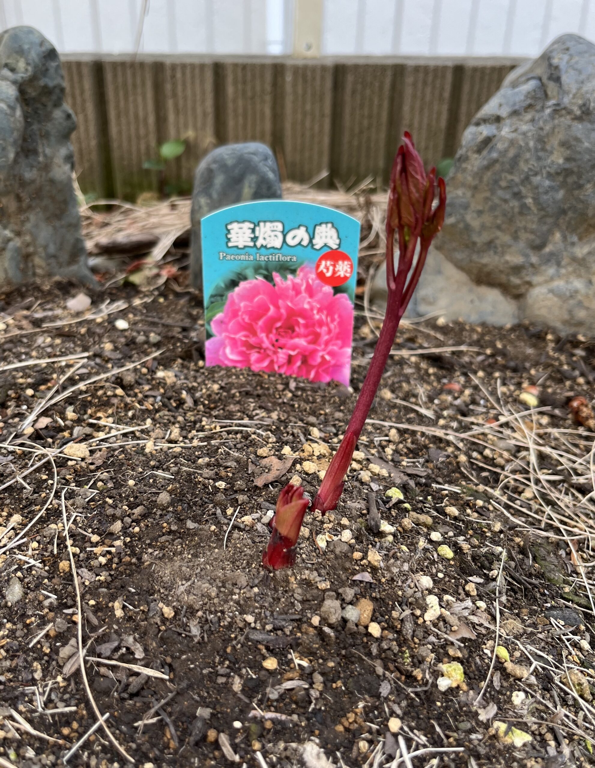 撮影:2026.3.22(日)