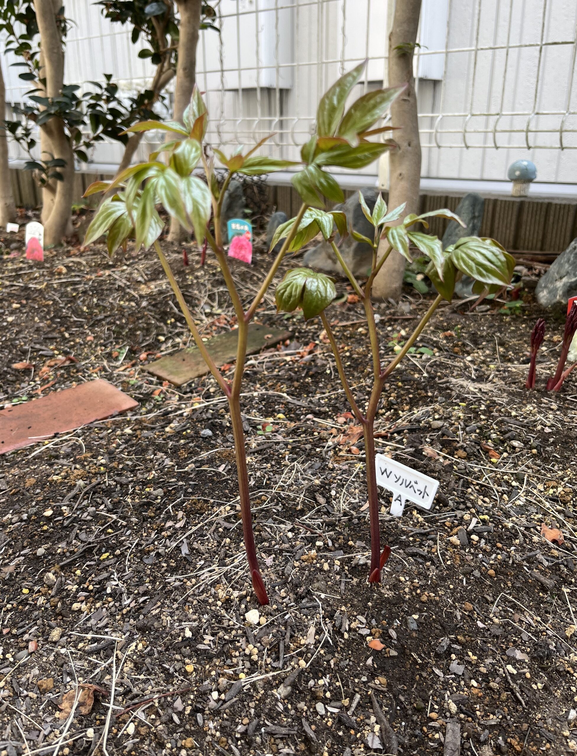 撮影:2026.3.22(日)