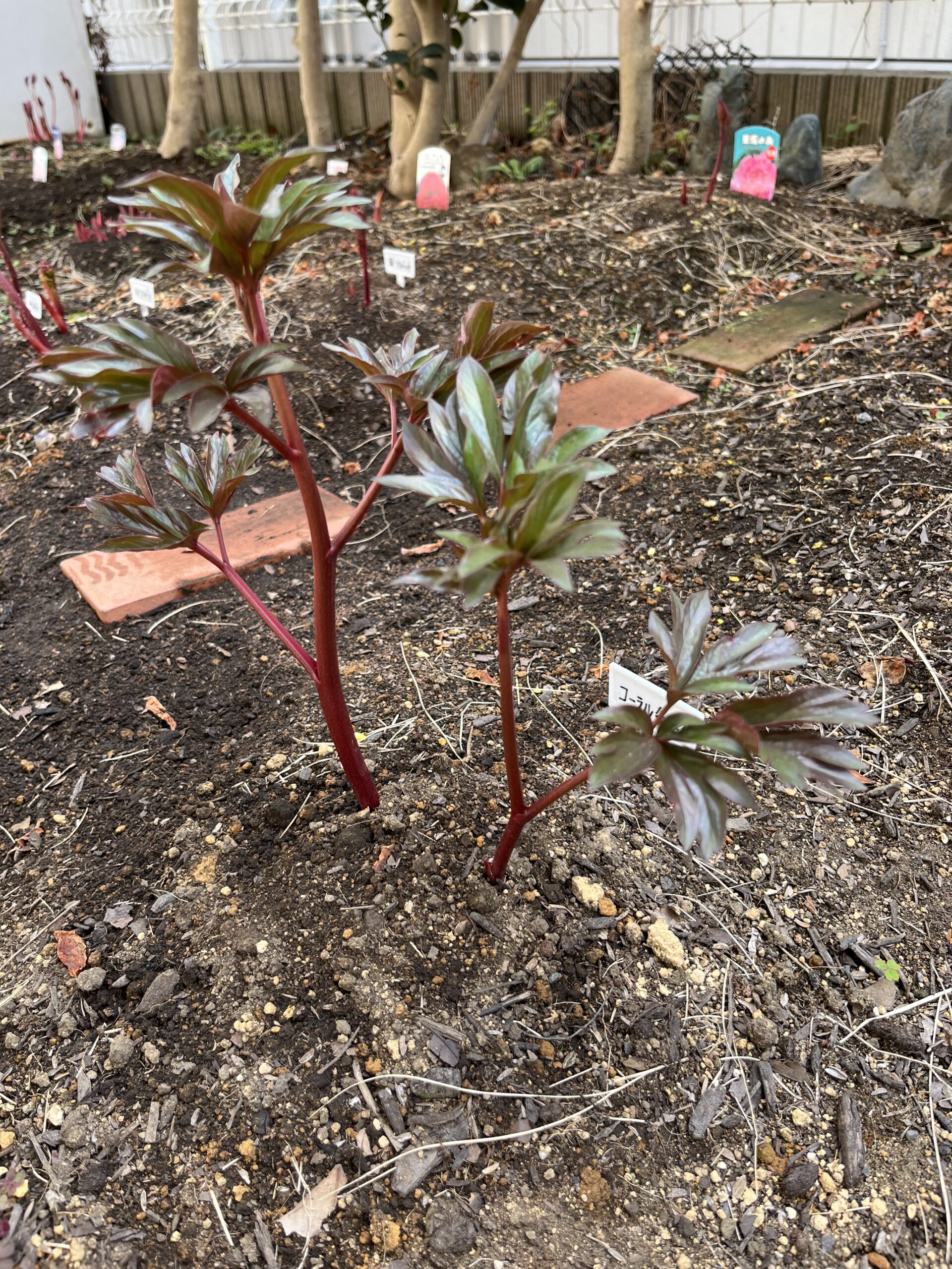 撮影:2026.3.22(日)