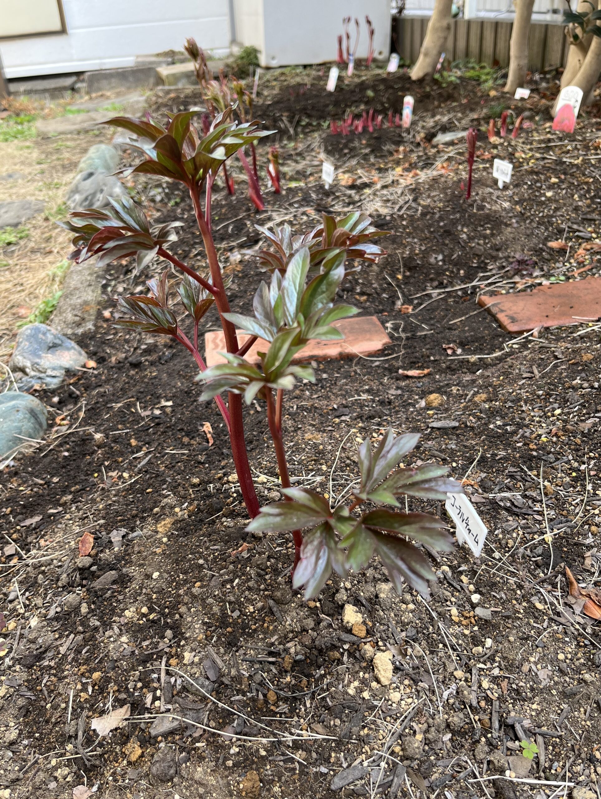 撮影:2026.3.22(日)