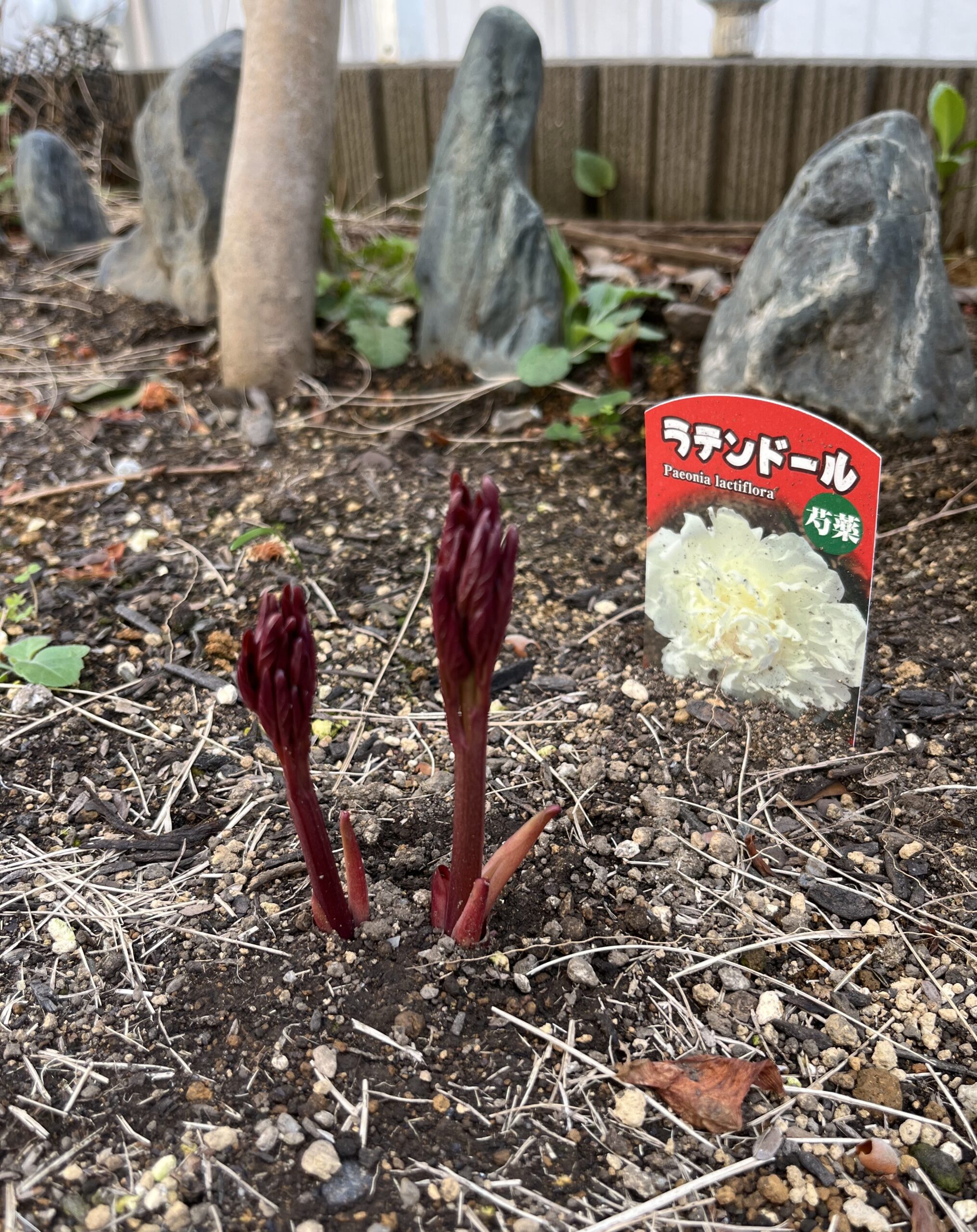 撮影:2026.3.22(日)