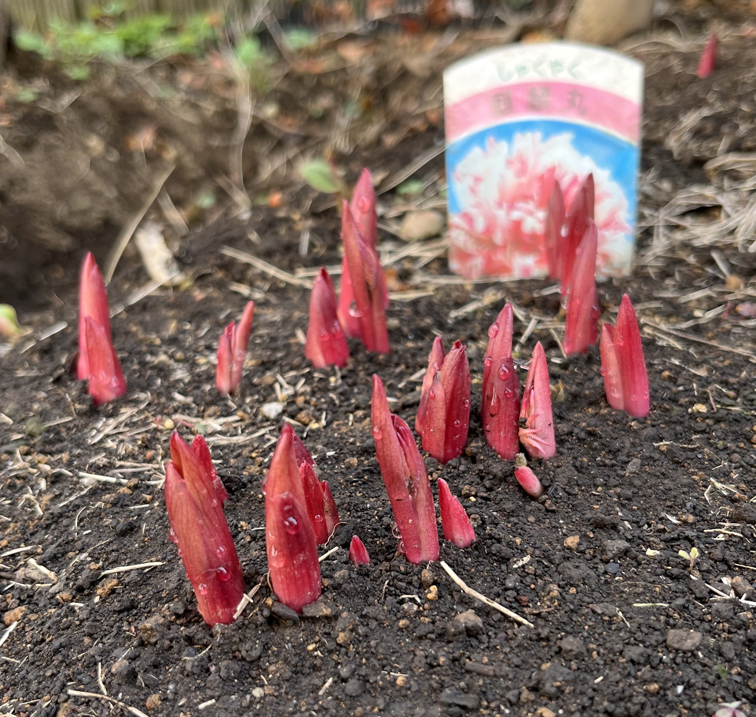 撮影：2026.3.22（日）