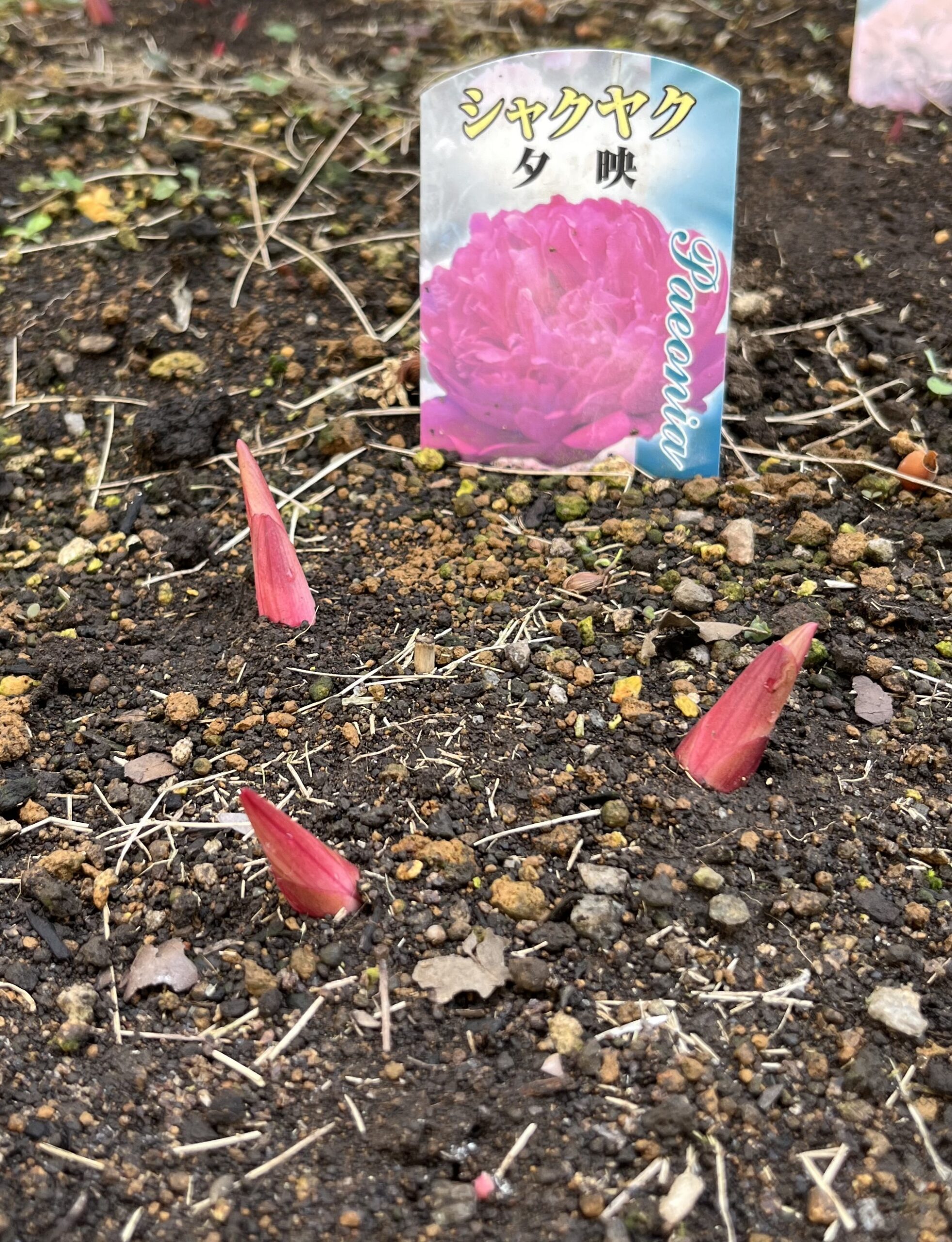 撮影:2026.3.22(日)