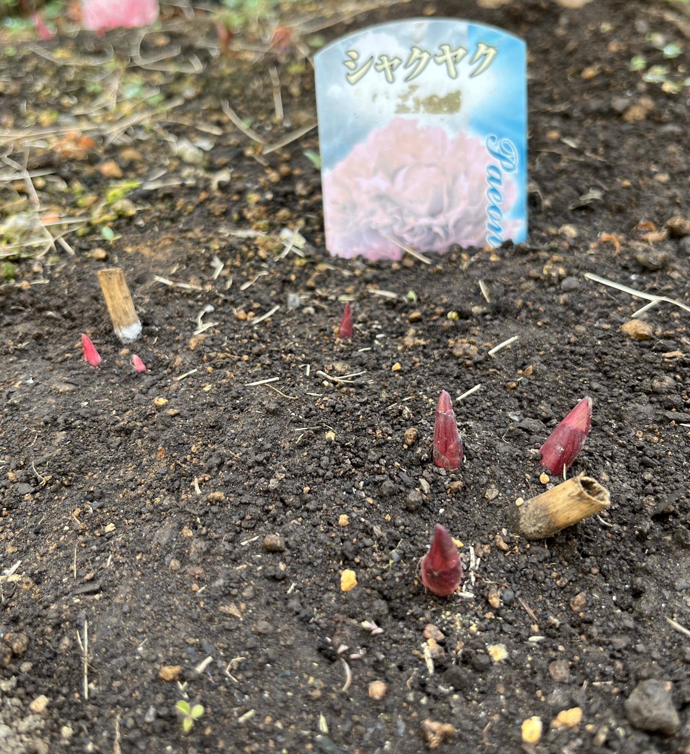 撮影:2026.3.22(日)