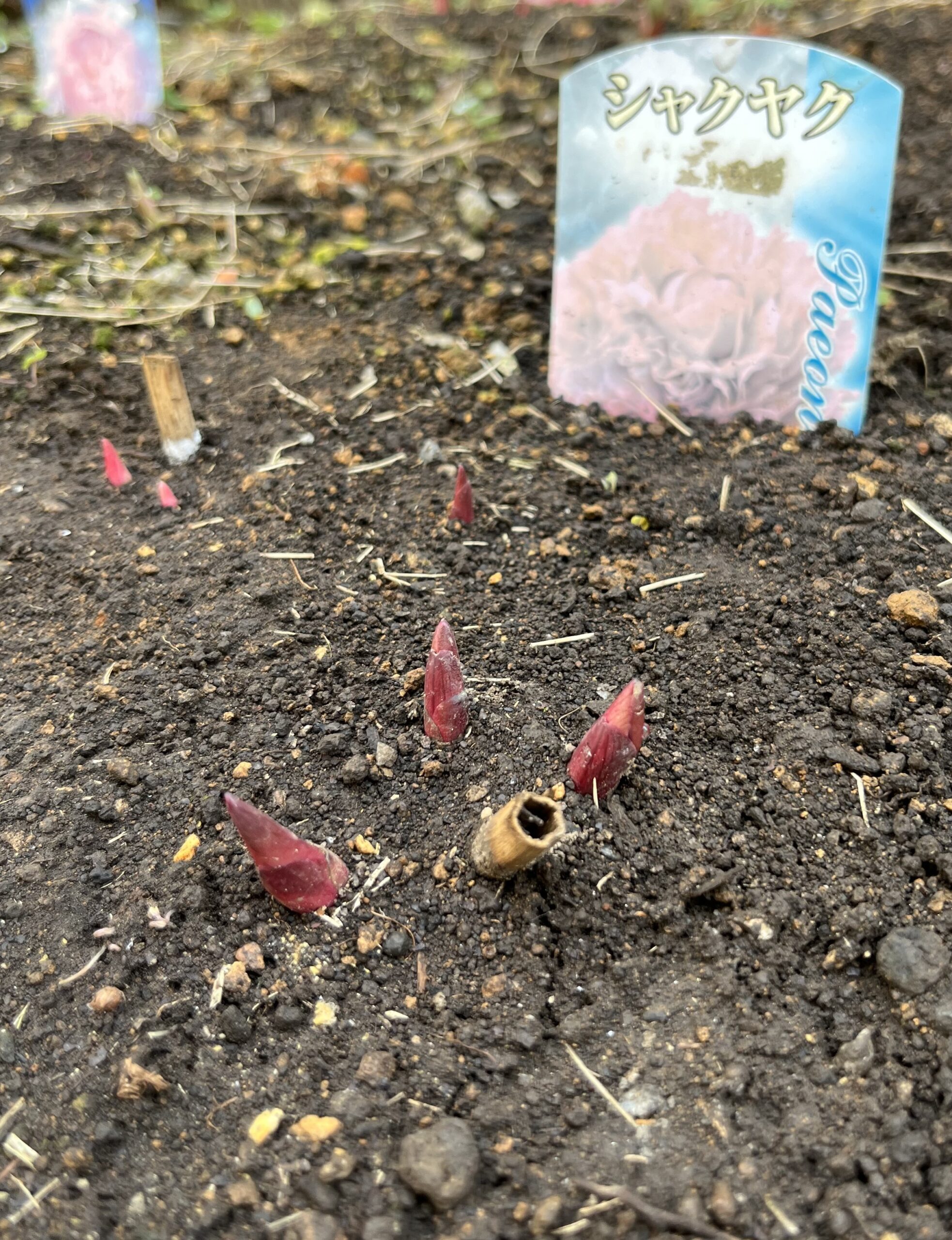 撮影:2026.3.22(日)