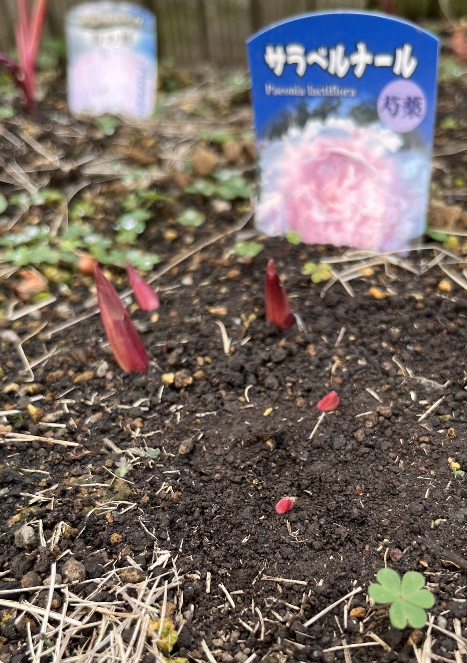 撮影:2026.3.22(日)