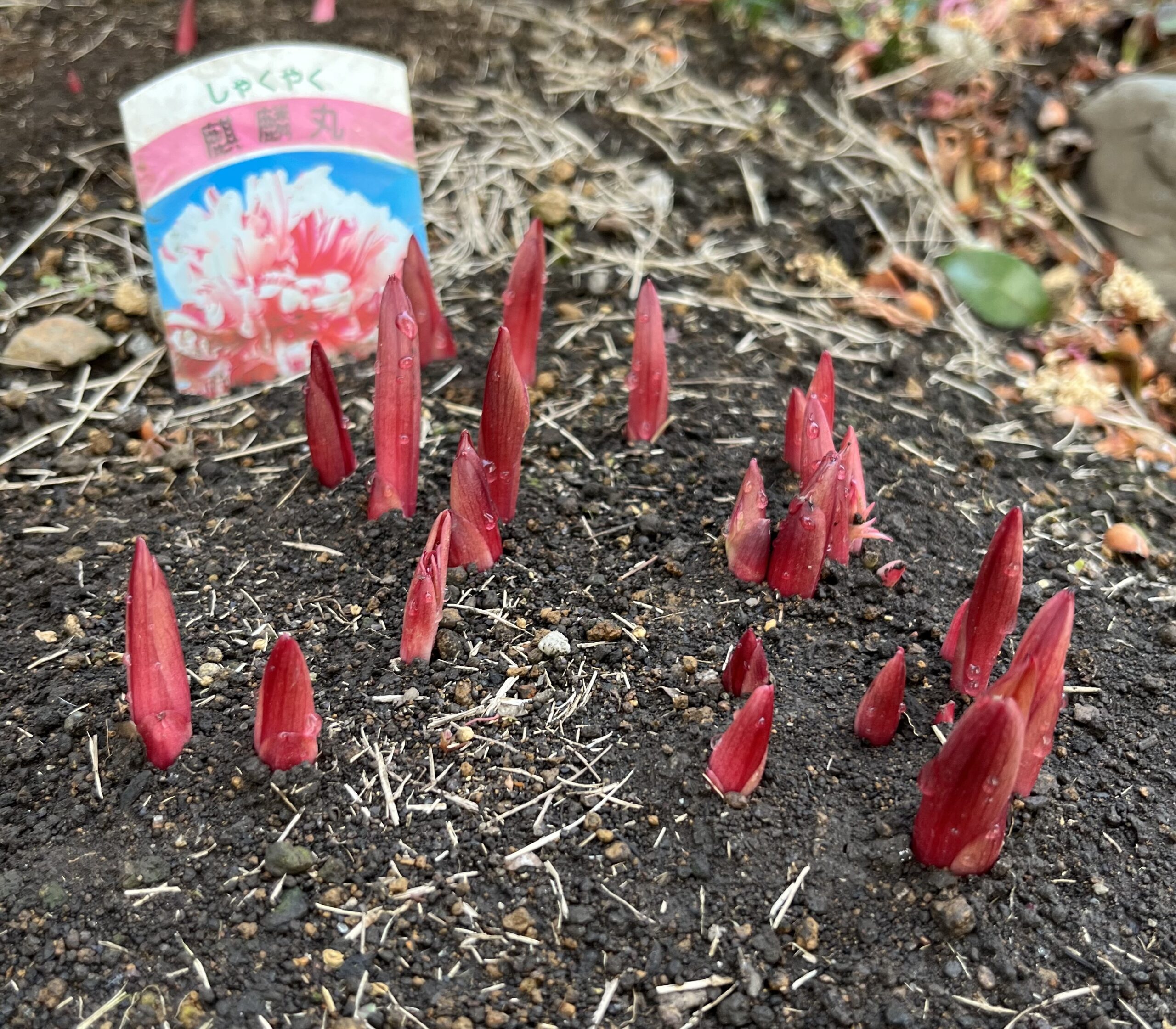 撮影：2026.3.22（日）