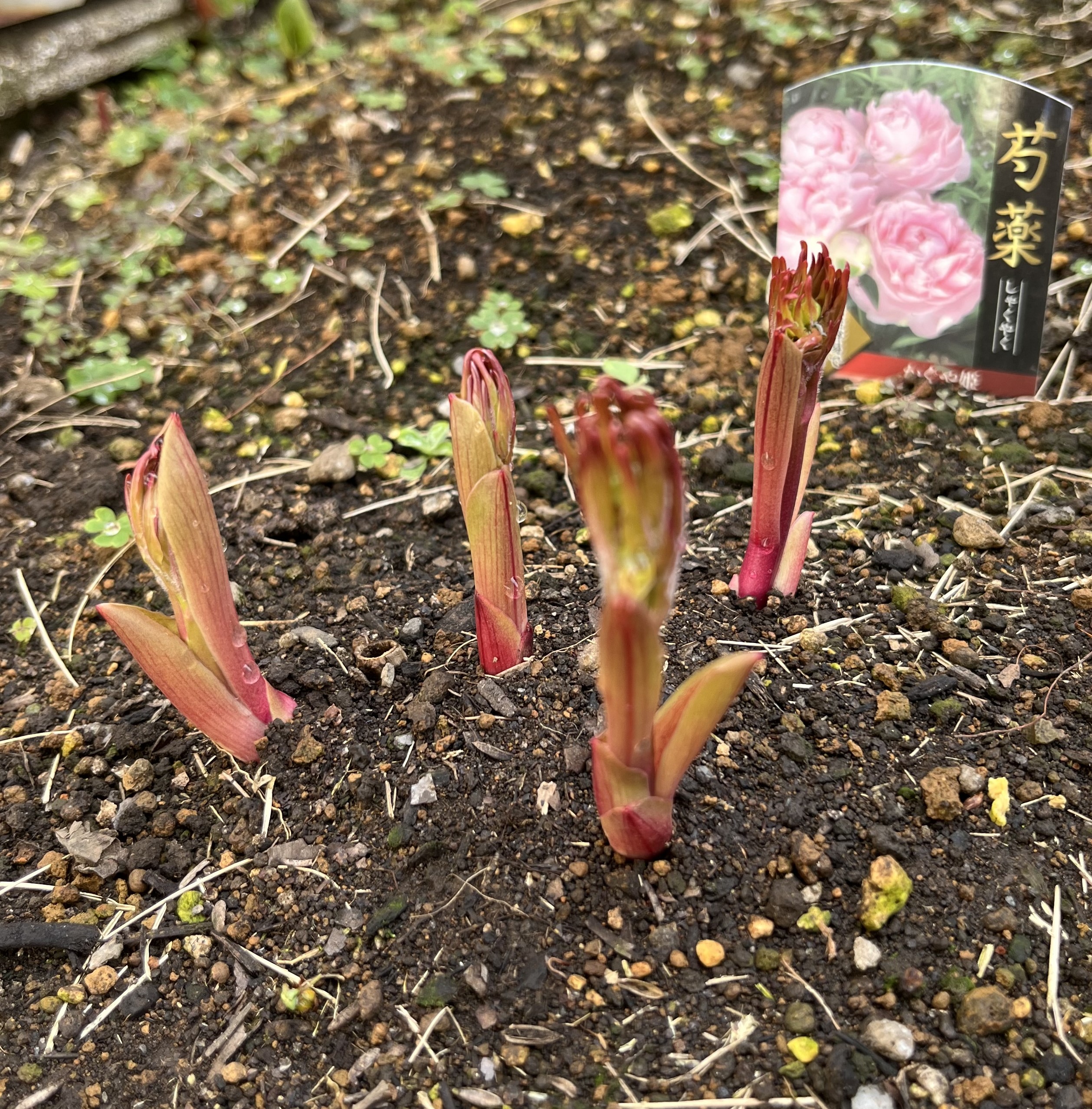 撮影:2026.3.22(日)