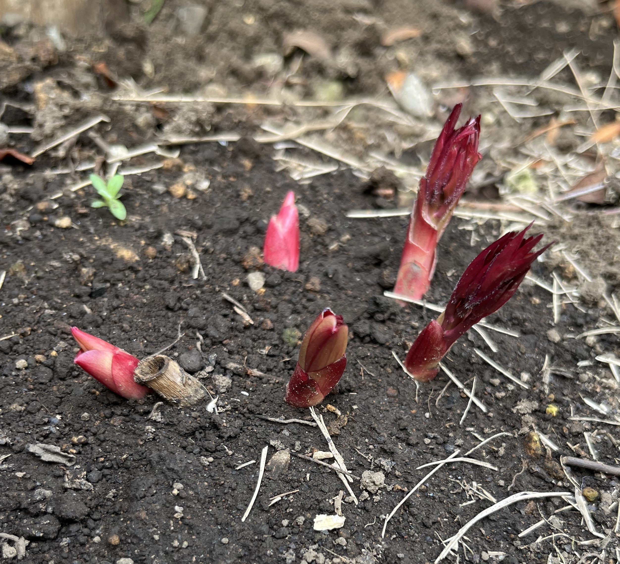 撮影：2026.3.22（日）